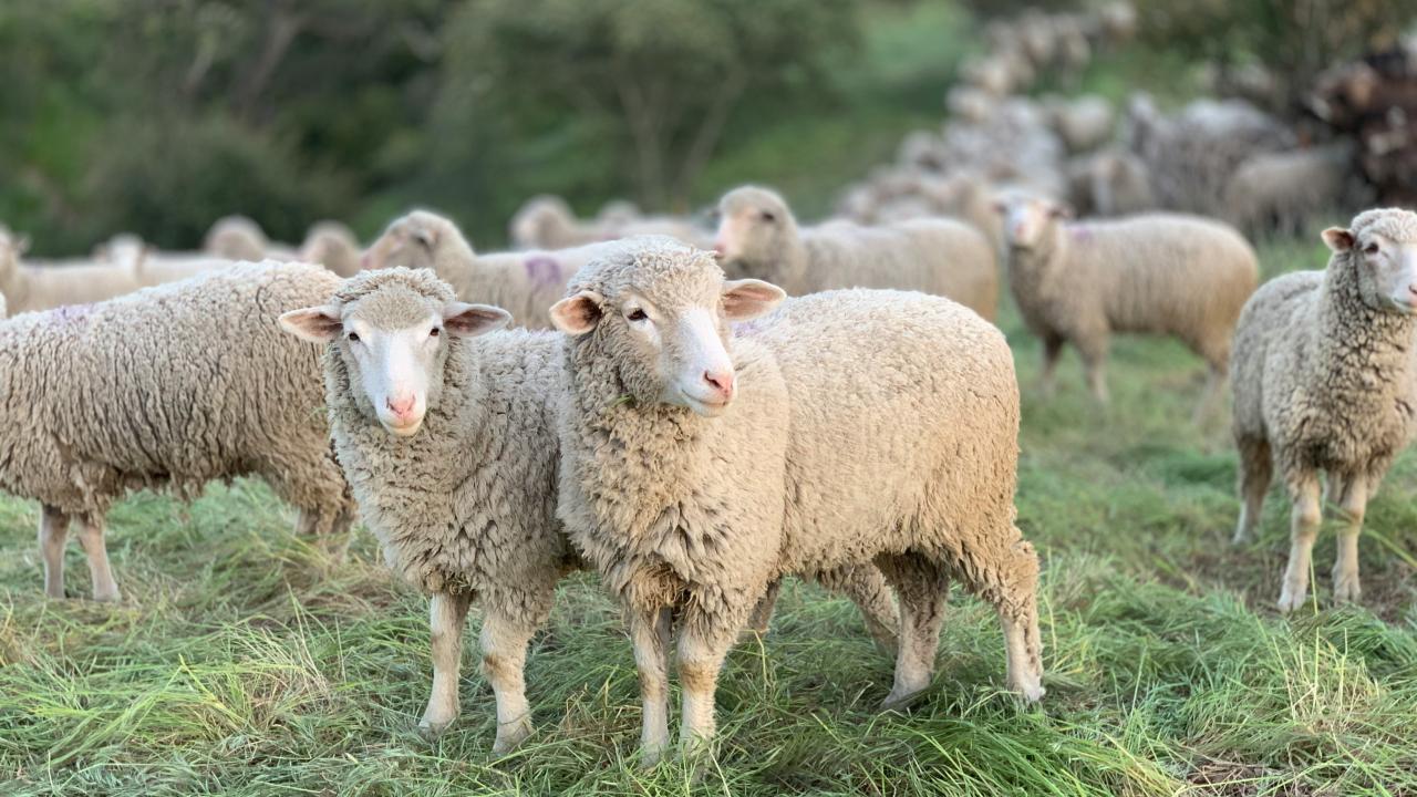 Sheep Sheep