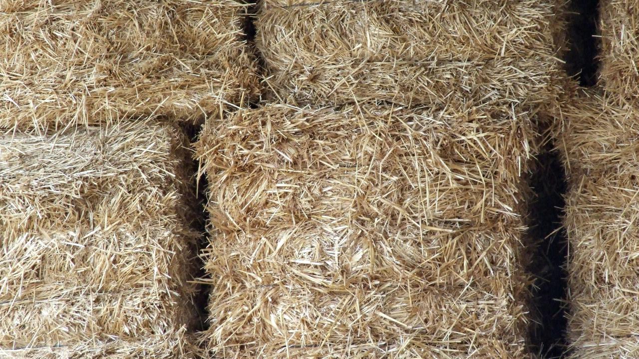 hay hay