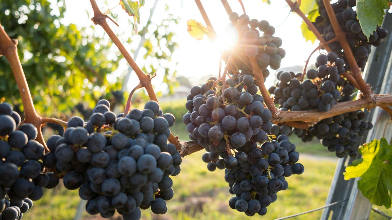 Grapes Grapes