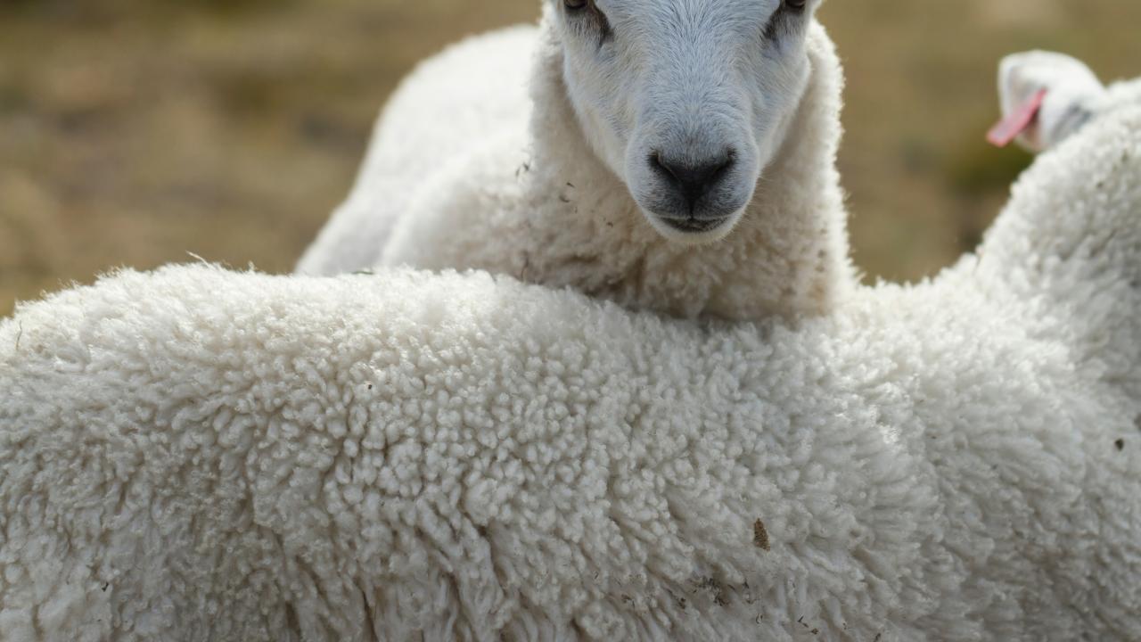 Sheep Sheep