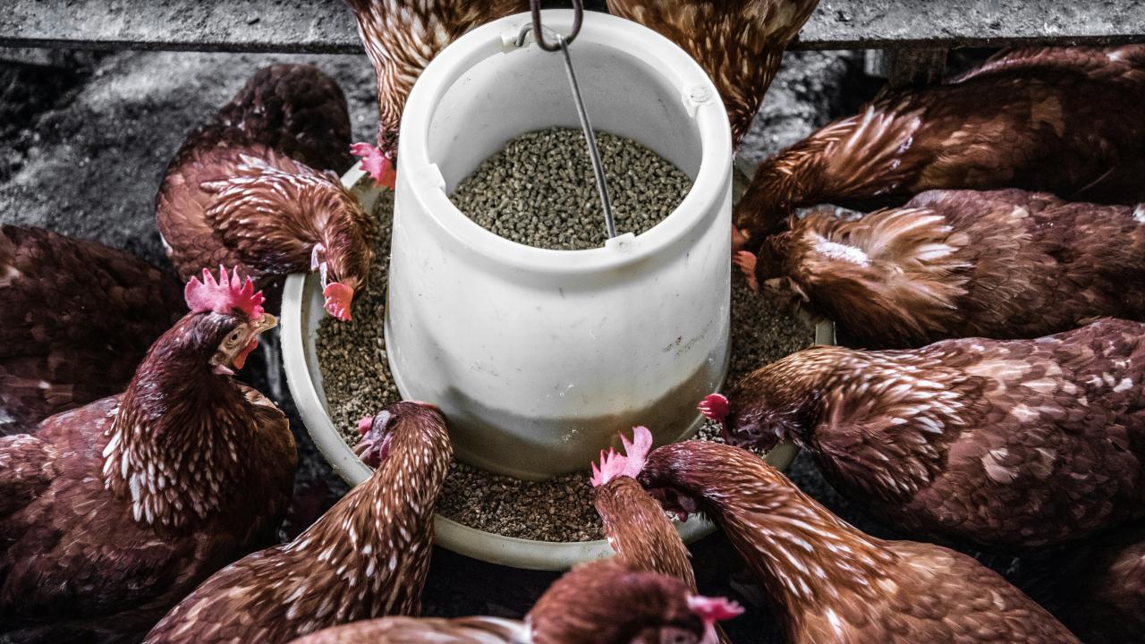 Chickens Chickens