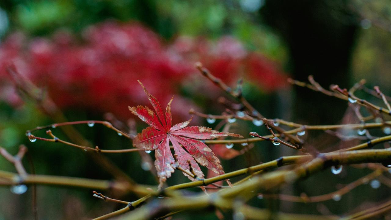 Autumn rain Autumn rain