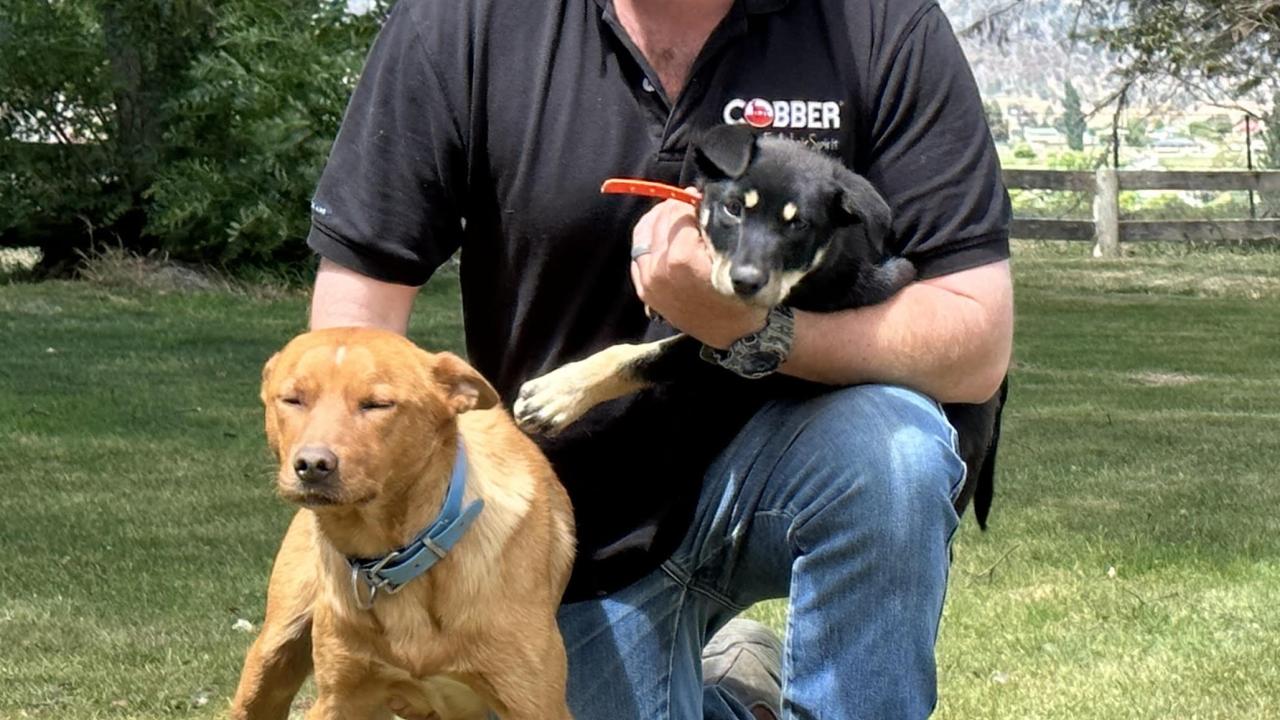 Alex Johns with Cobber Challenge champion Earl and new puppy Joey. Alex Johns with Cobber Challenge champion Earl and new puppy Joey.