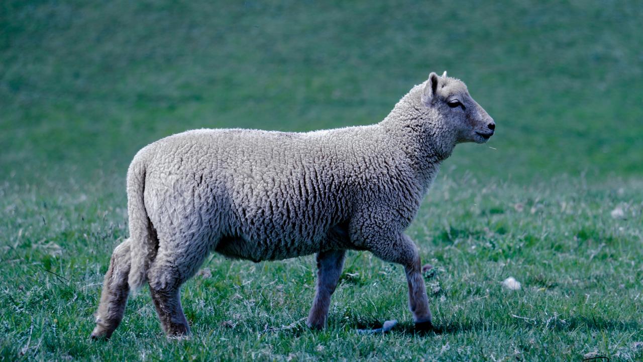 Wool Report Wool report