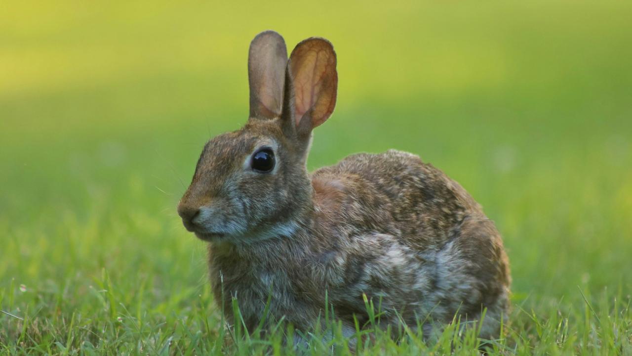 Rabbits Rabbits