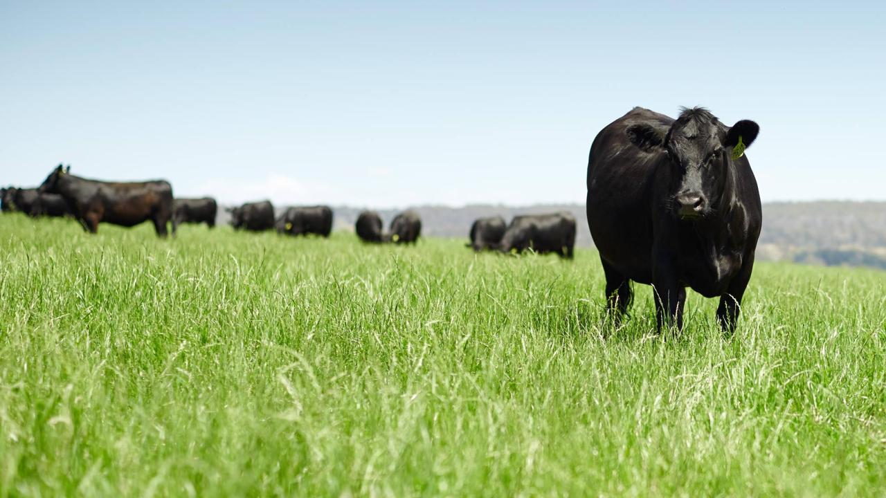 Landfall Angus
