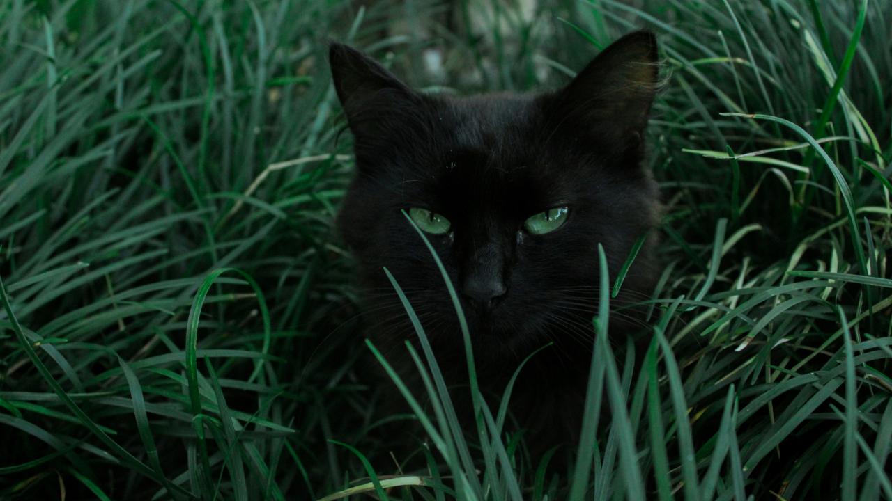 Cat management Cat management