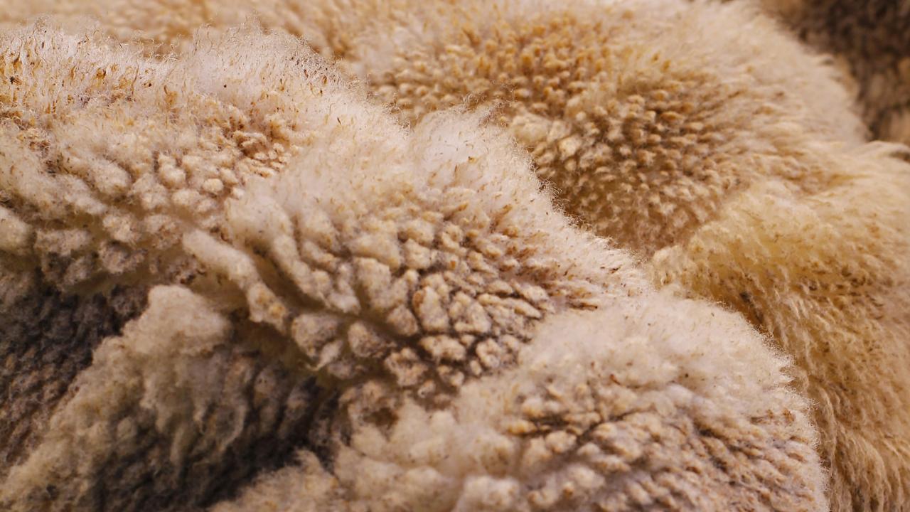 Wool Wool