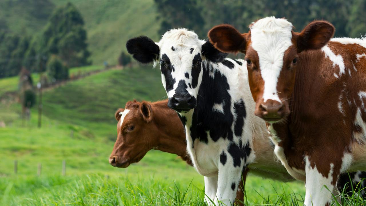 Cattle Cattle