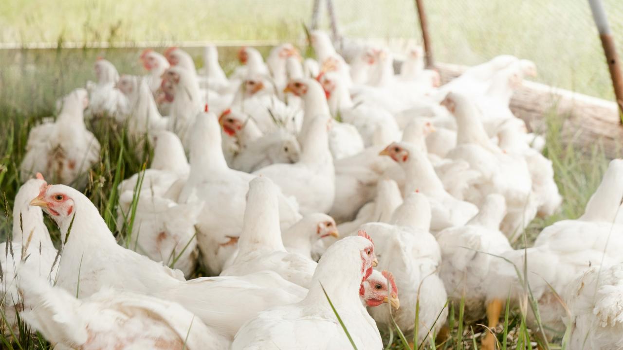 Poultry Poultry