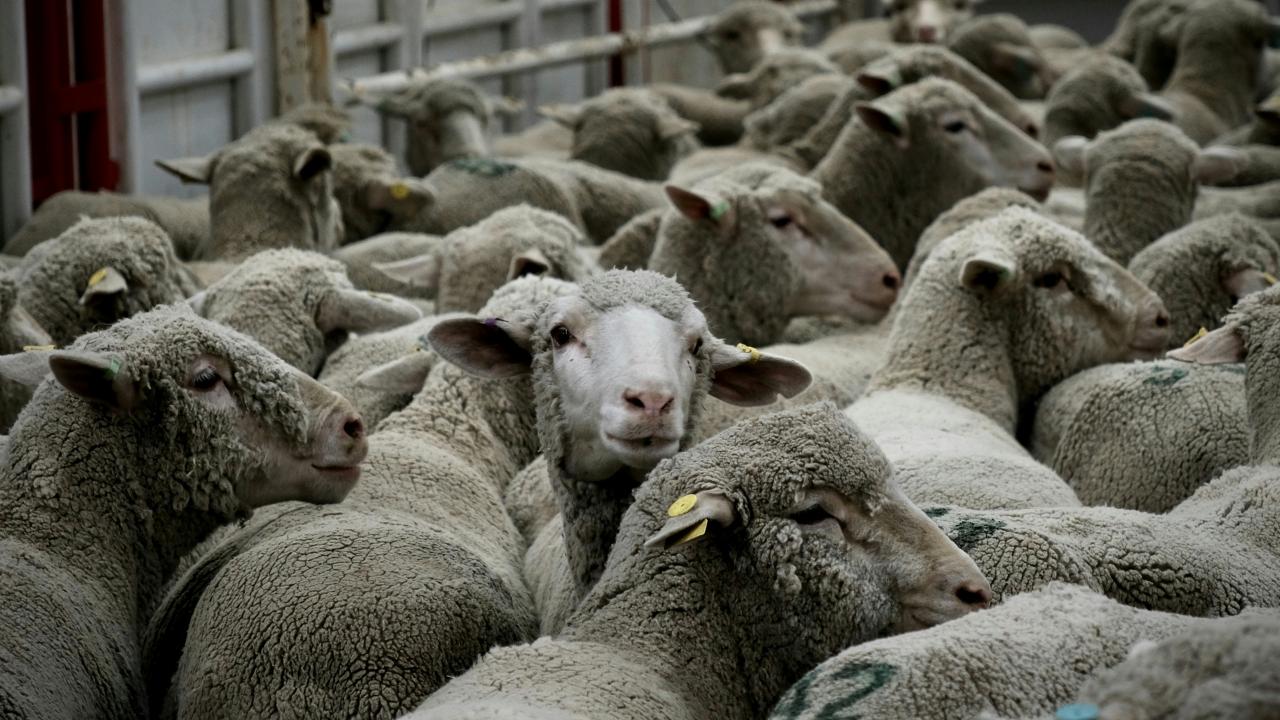 Sheep livestock Sheep livestock