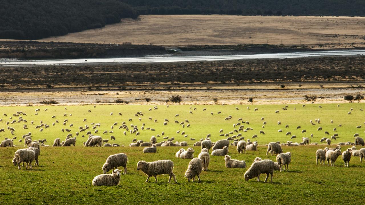 Sheep Sheep