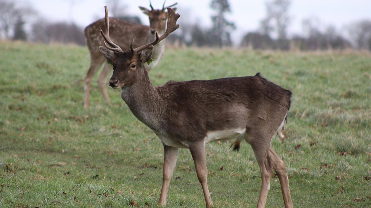 Fallow deer Fallow deer