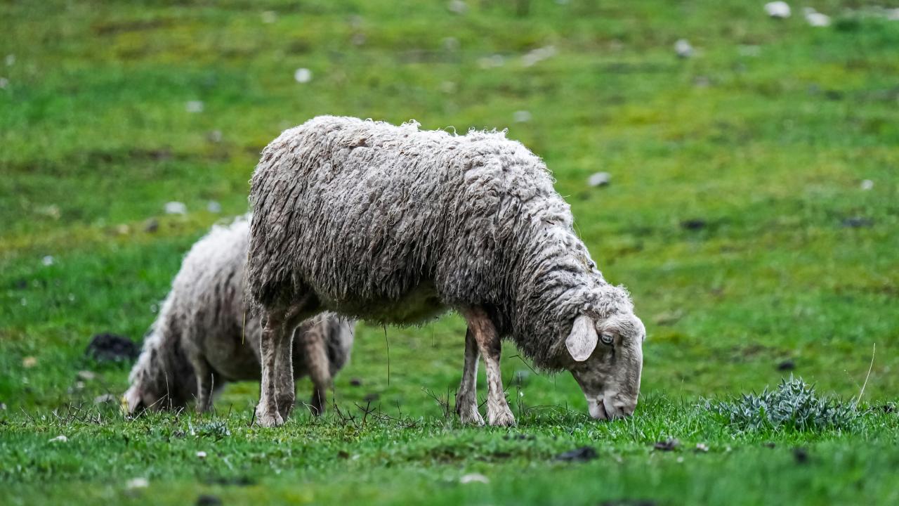 Sheep Sheep