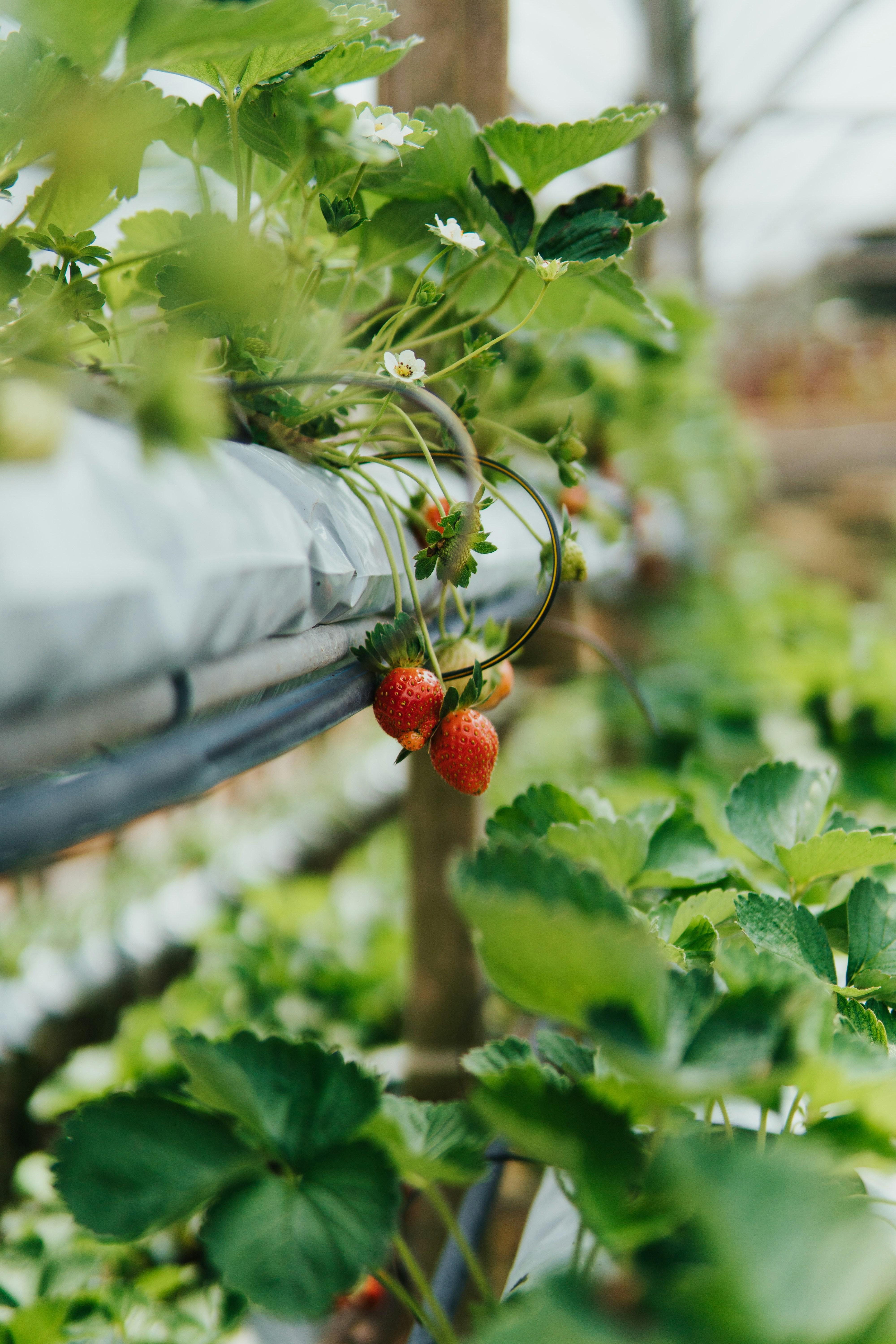 Strawberries