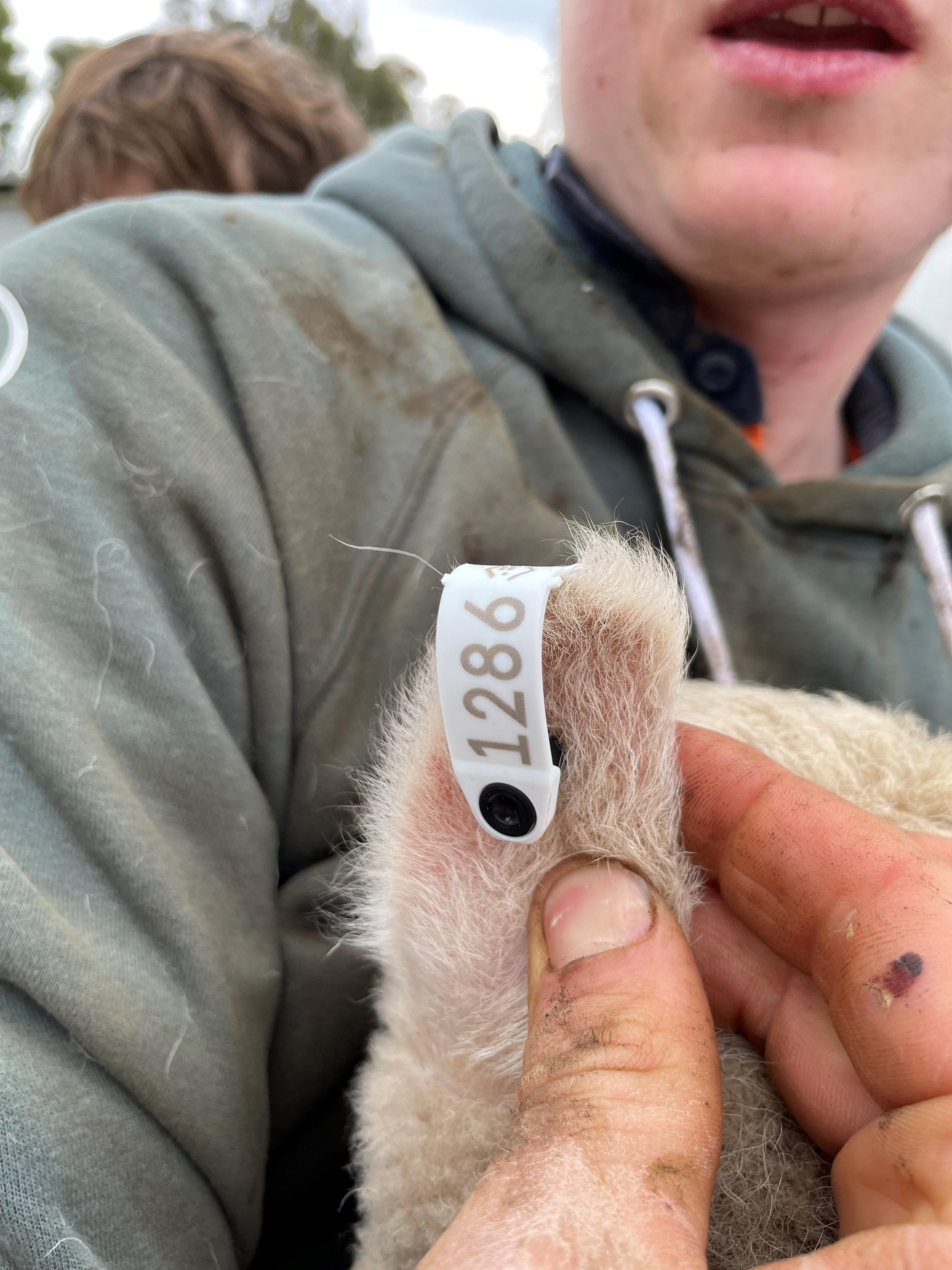 A newborn lamb with an electronic tag
