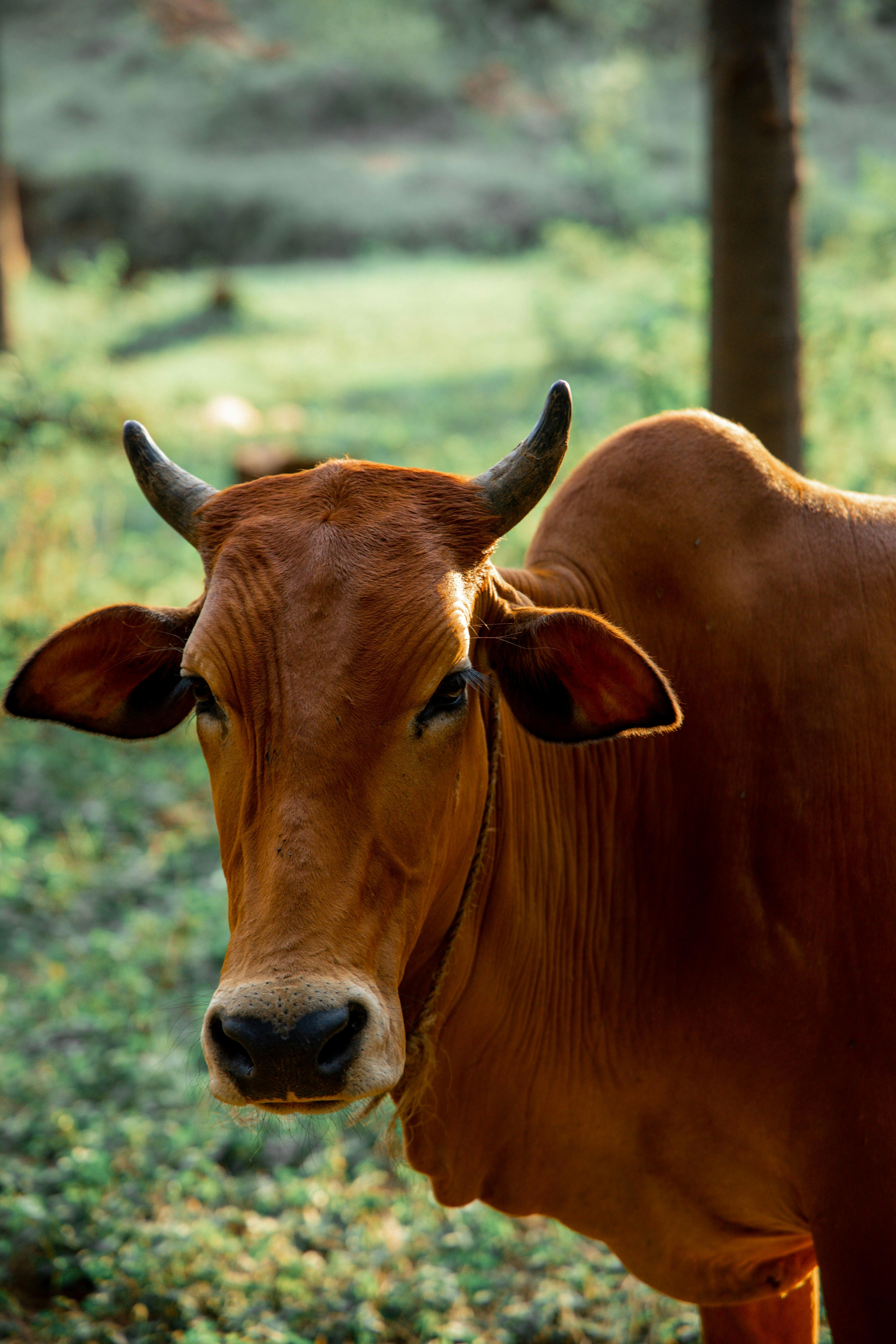Cattle