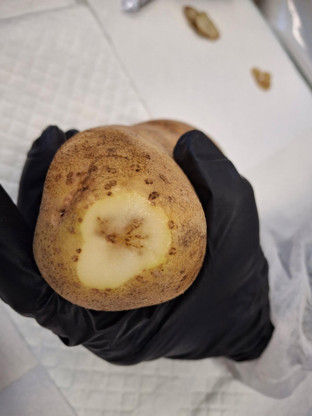 A potato with mop-top virus