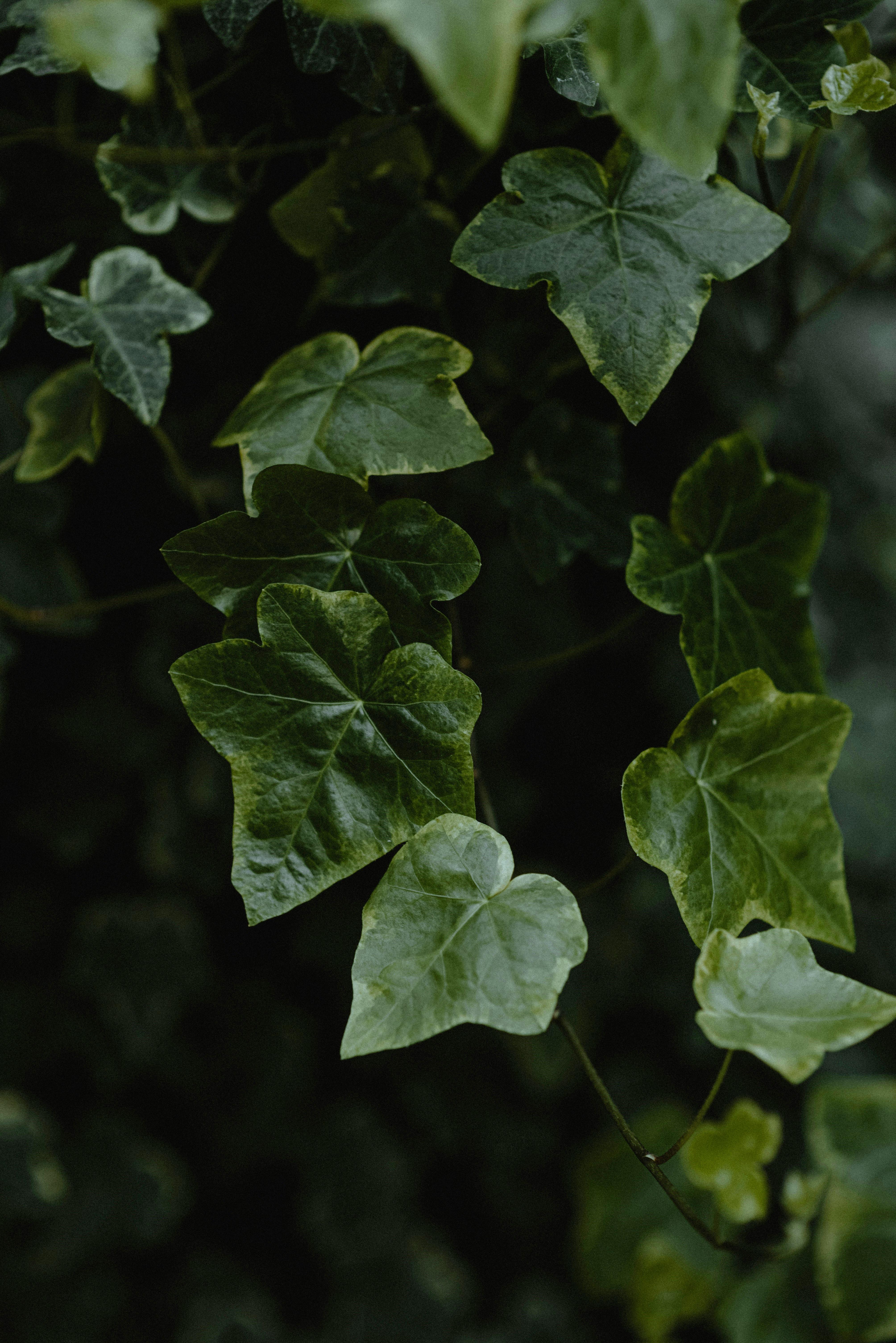 English Ivy