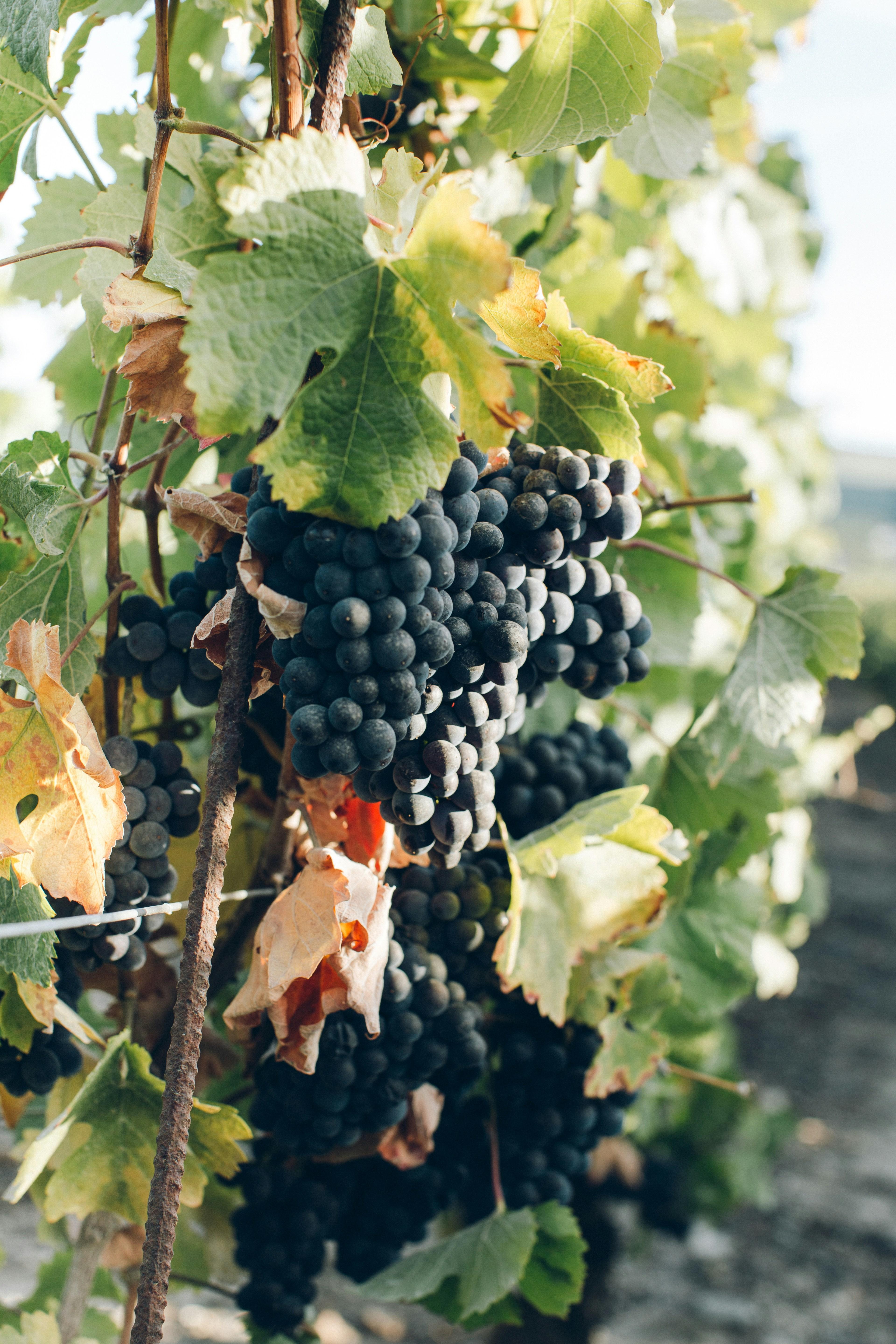 Wine grapes photo by Anna Kaminova