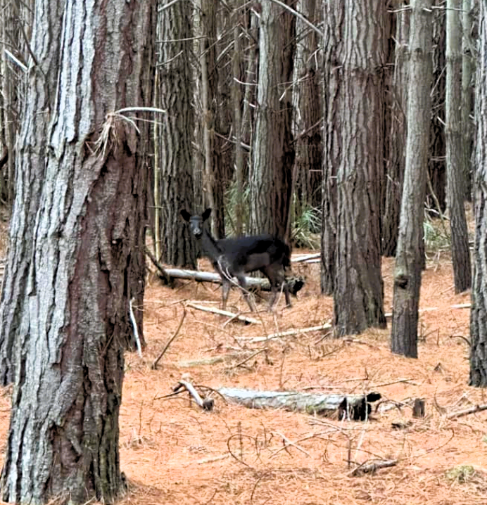 A deer in Pegarah State Forest. Picture: Renae Gale