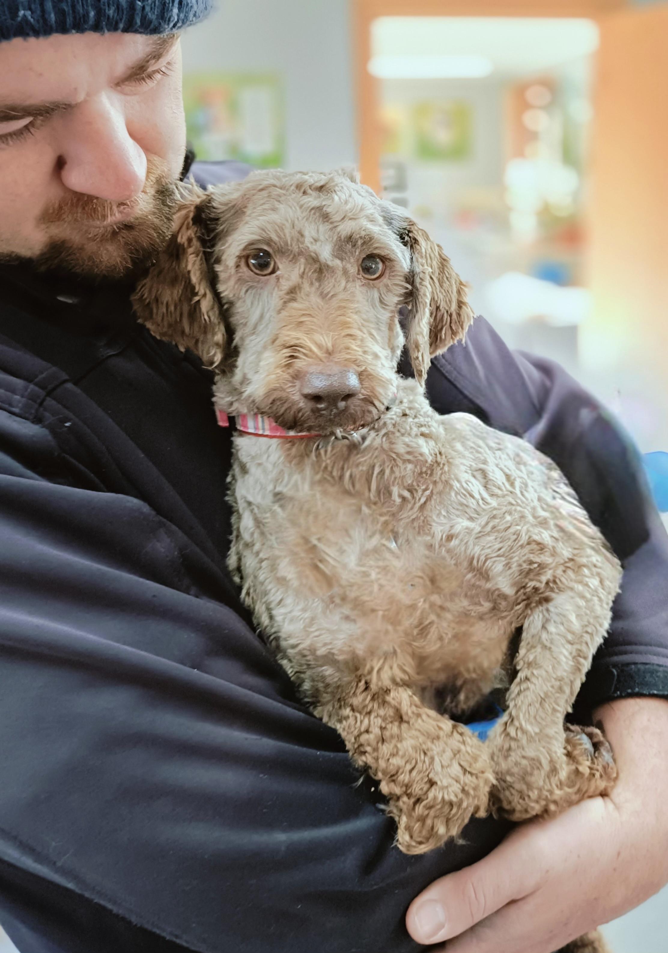 One of the labradoodles surrendered to the RSPCA