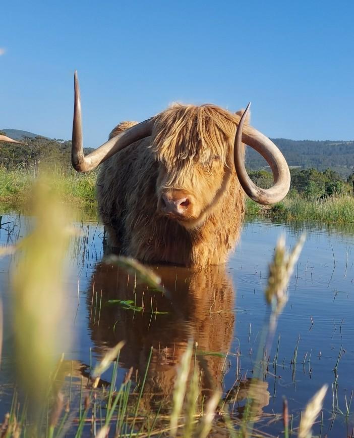 A bull