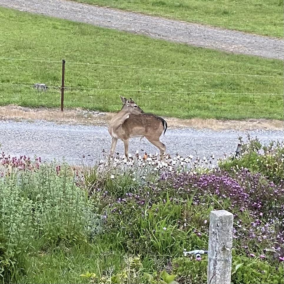 A deer on Jan Crosswell's property at West Kentish