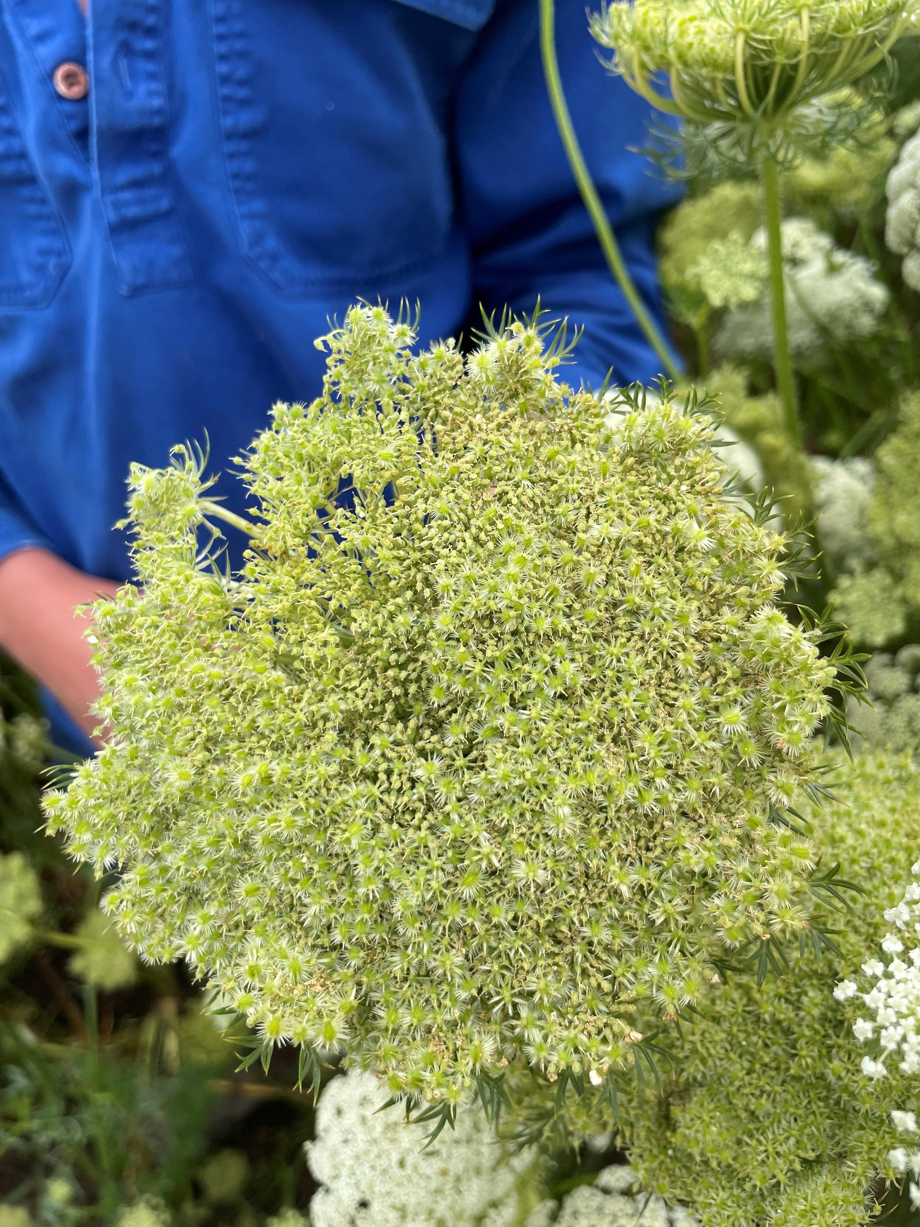 carrot seed head