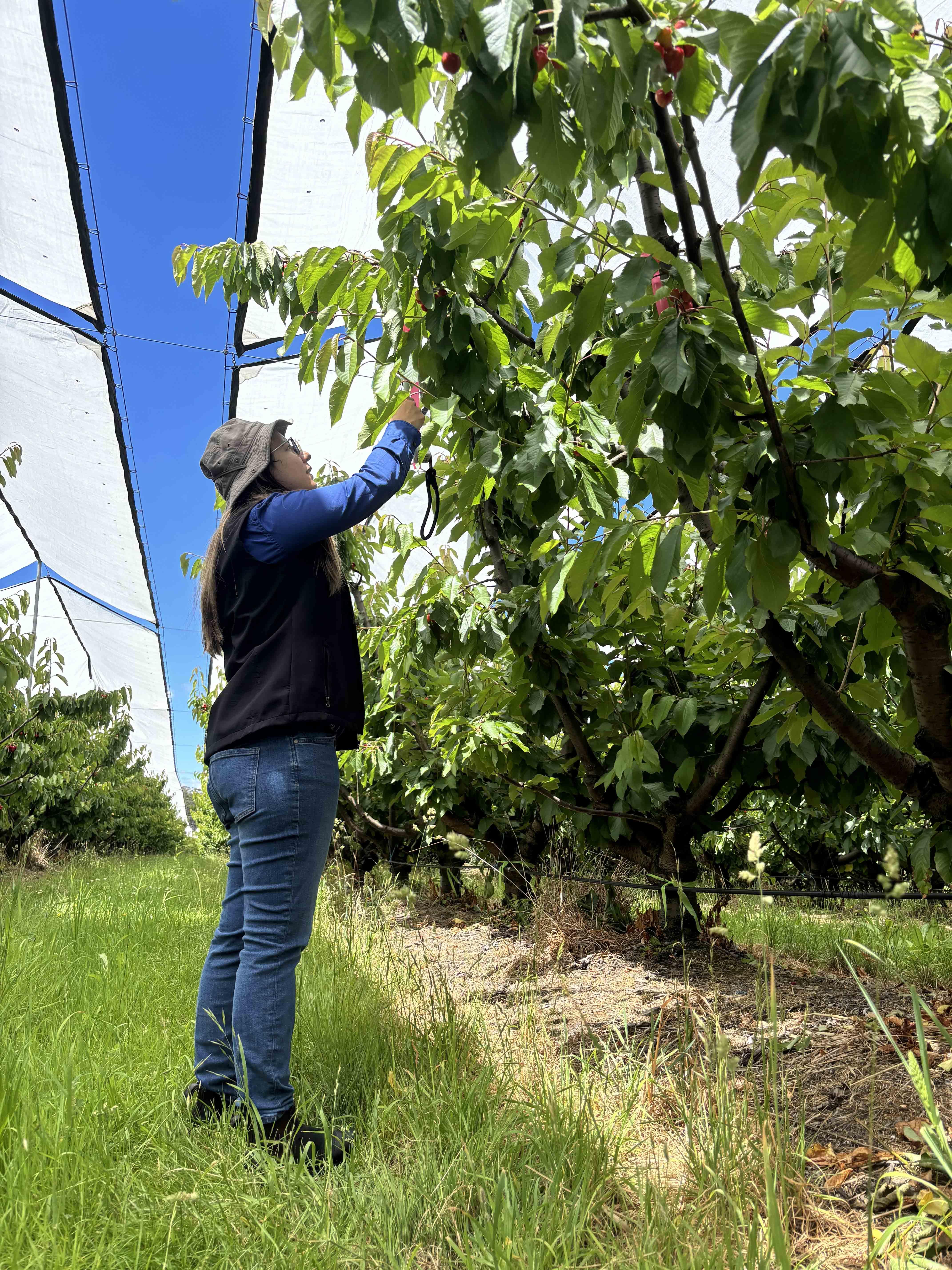 Dr Leticia Reis at a commercial cherry orchard in Tasmania’s Tamar Valley