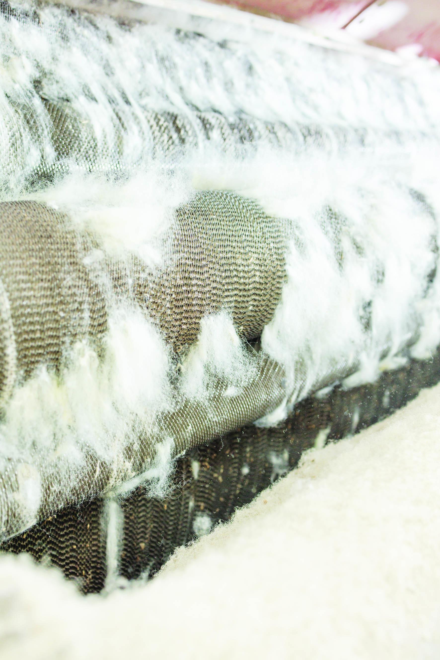 Carding wool
