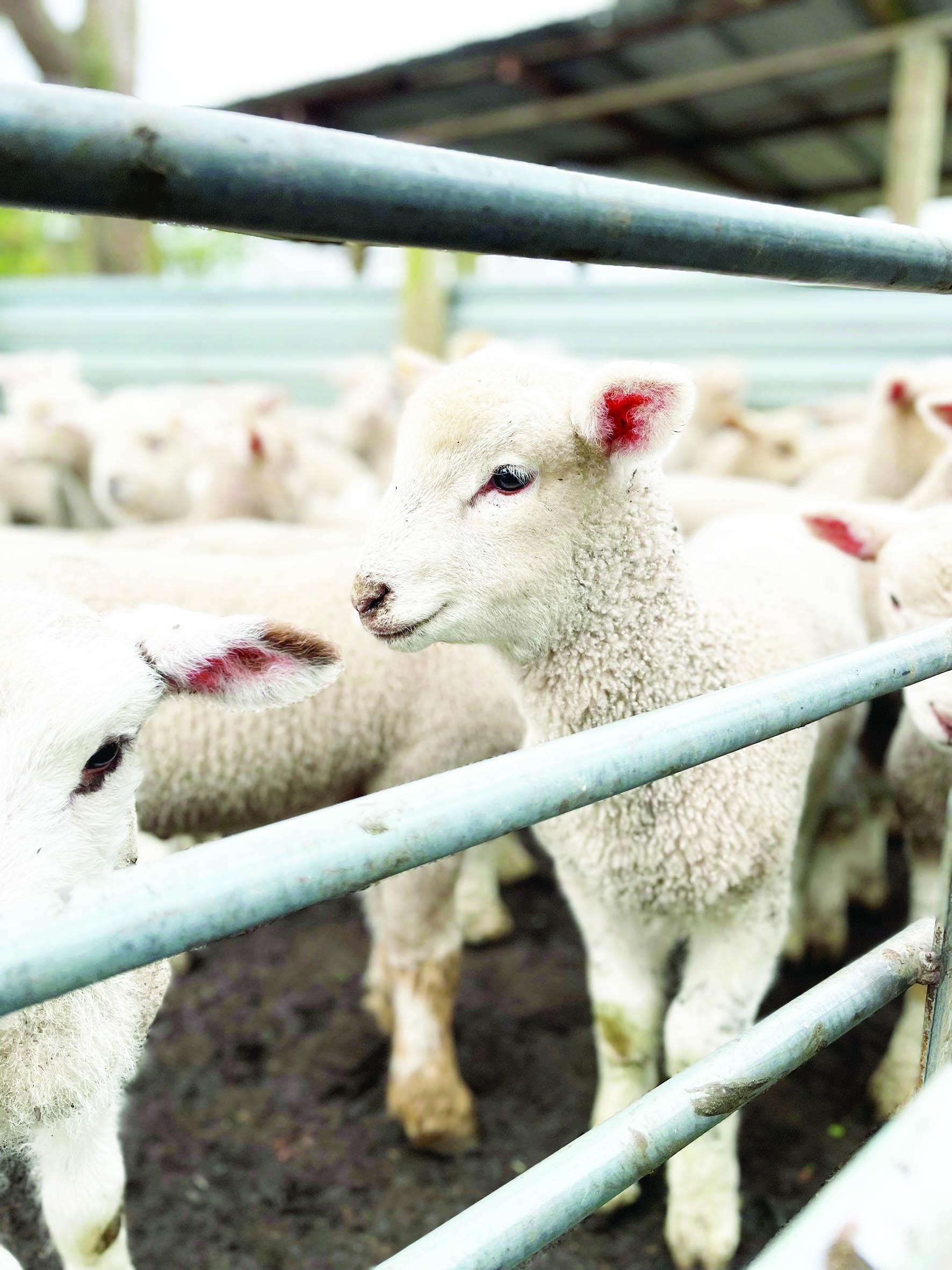 Early spring lambs are coming on interstate