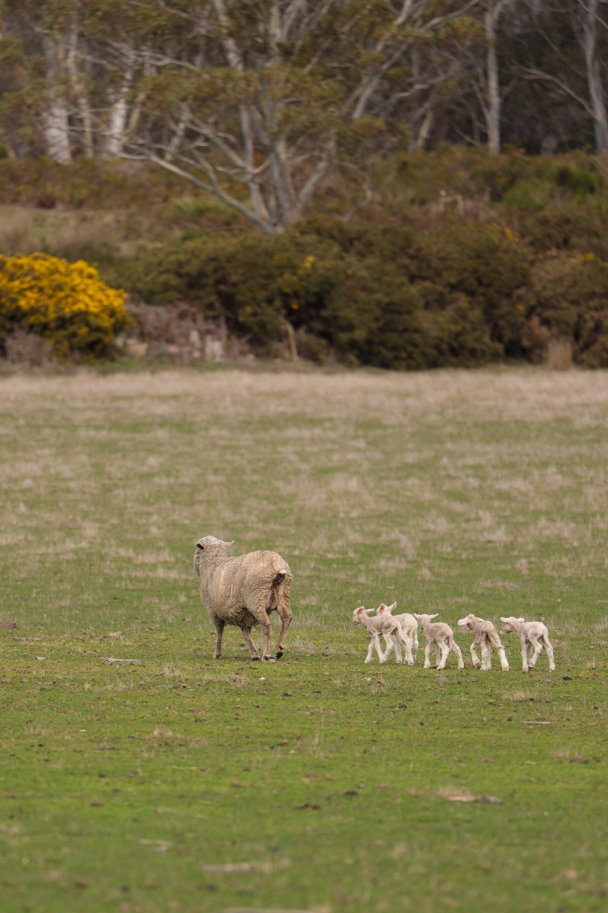 Greg Wilsons quintuplet sheep.