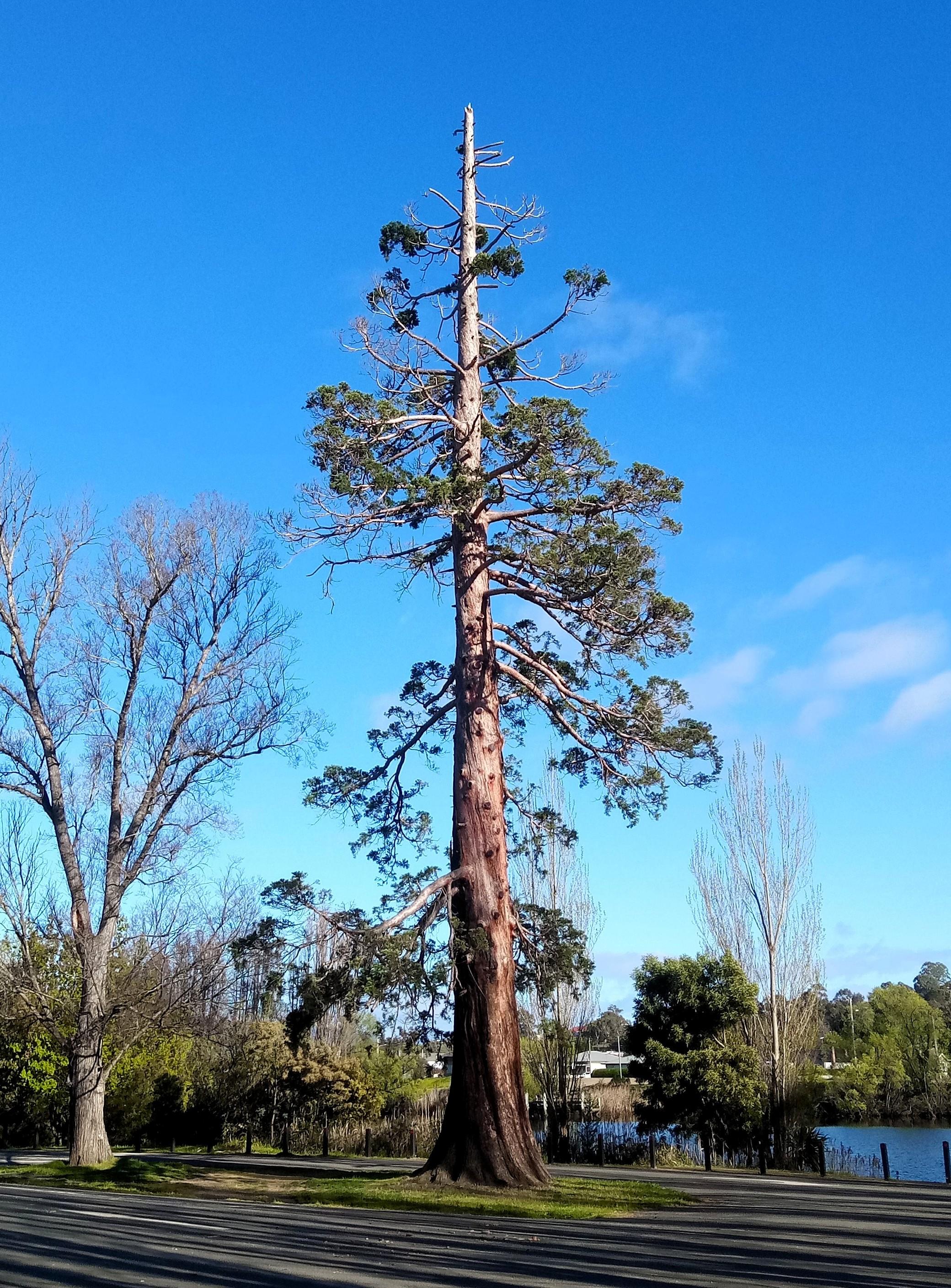 The Sequoia Pine Tree outside the New Norfolk Swimming Pool