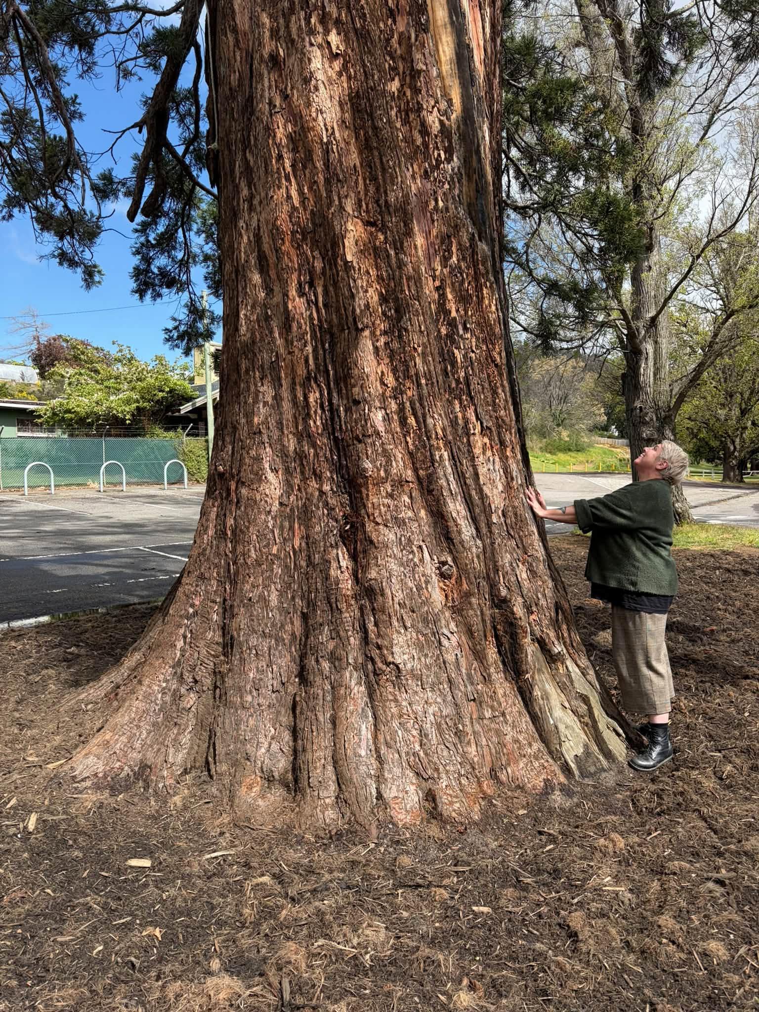 Giant Sequoia to stay standing