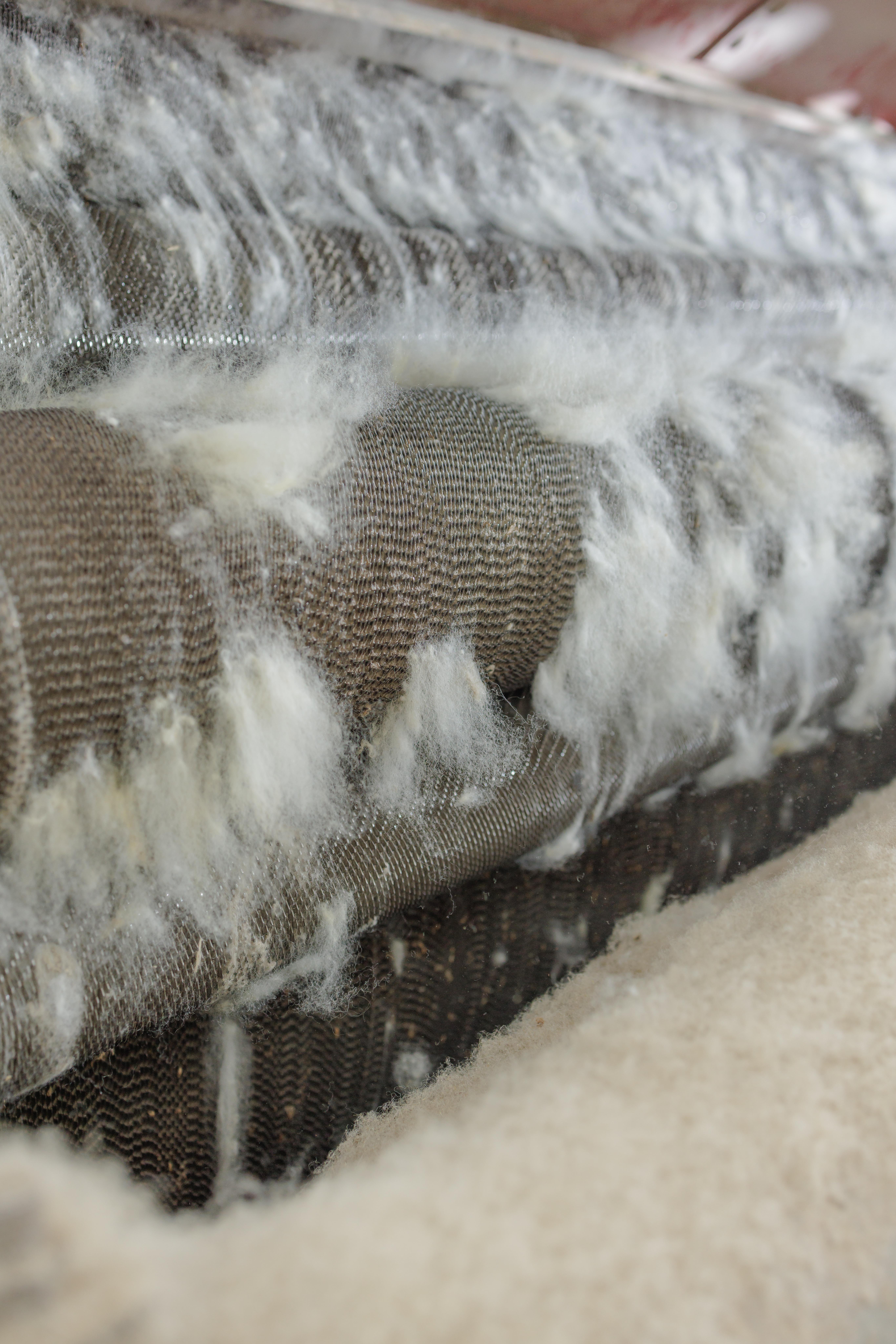 Carding wool