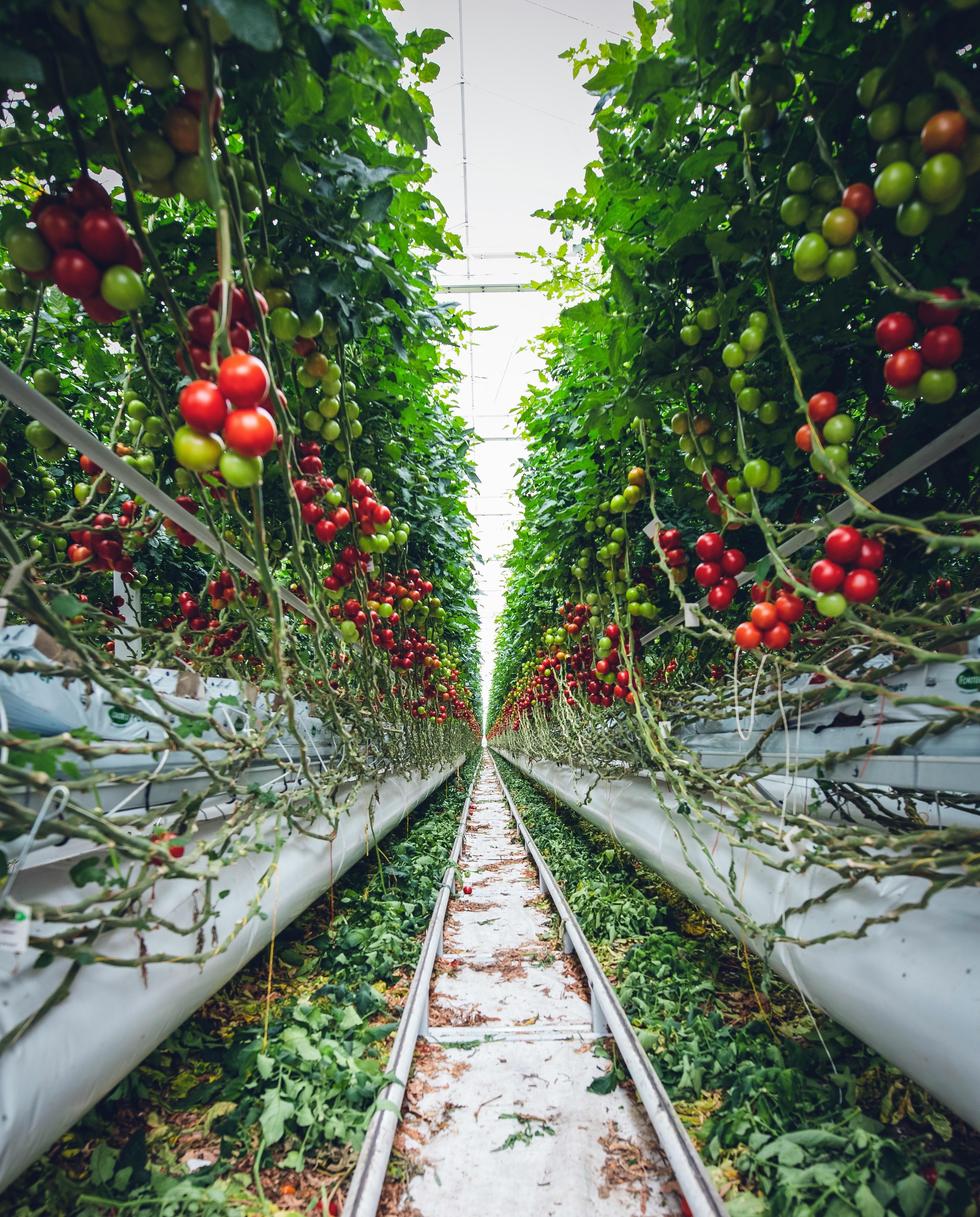 Greenhouse photo