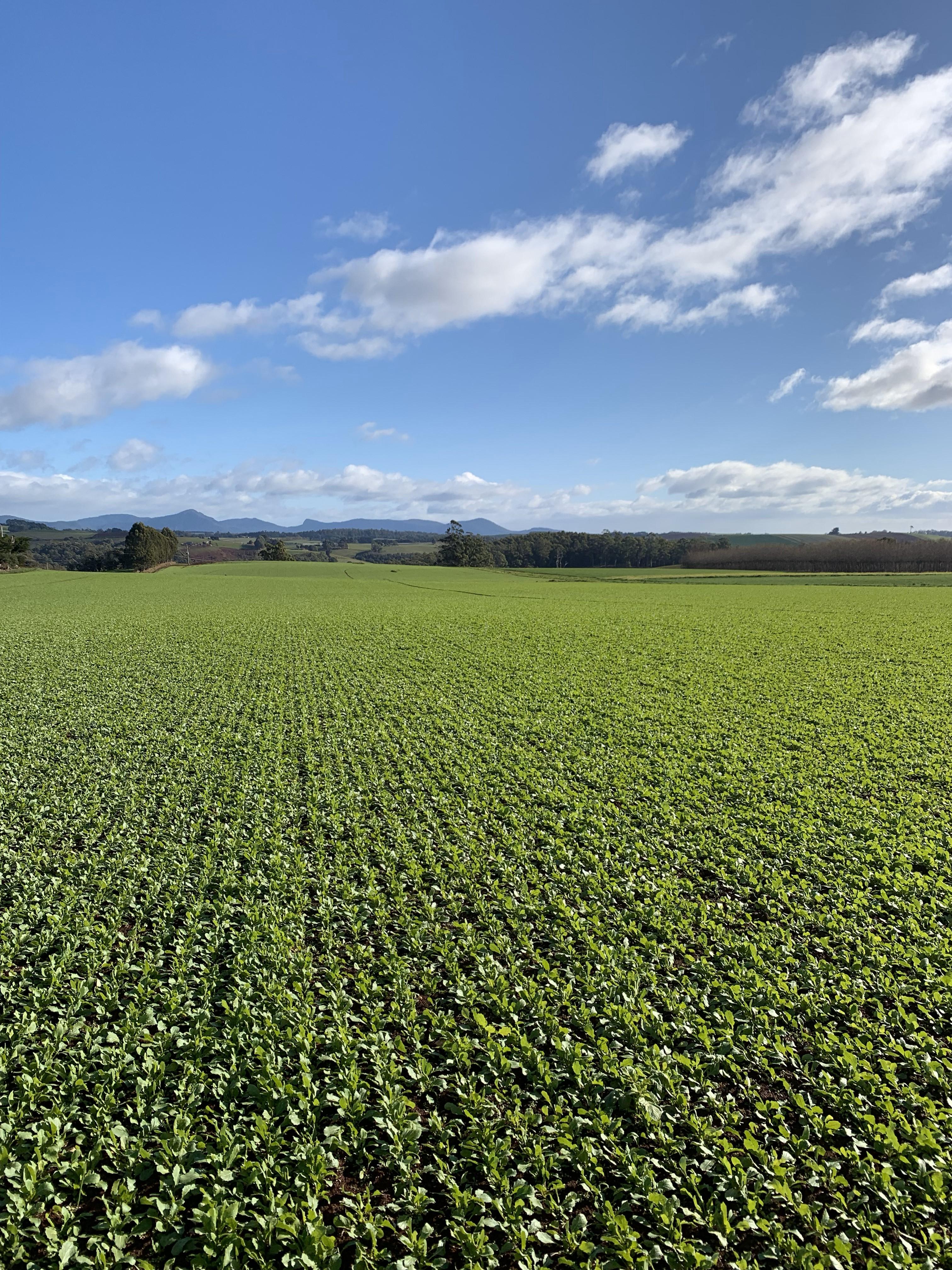 cover crop