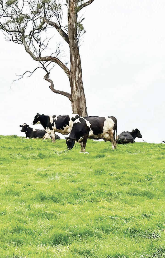 Cows