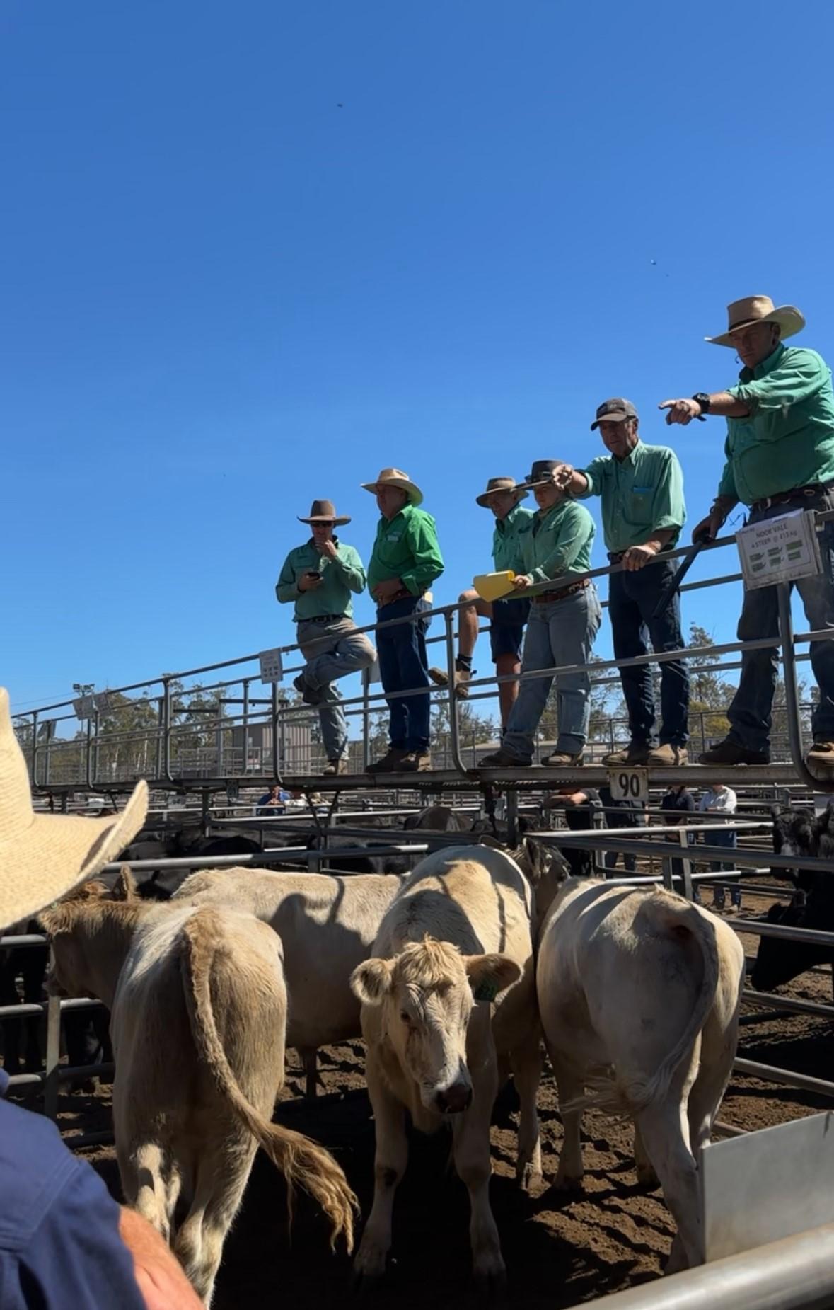 Powranna cattle sale earlier in the year