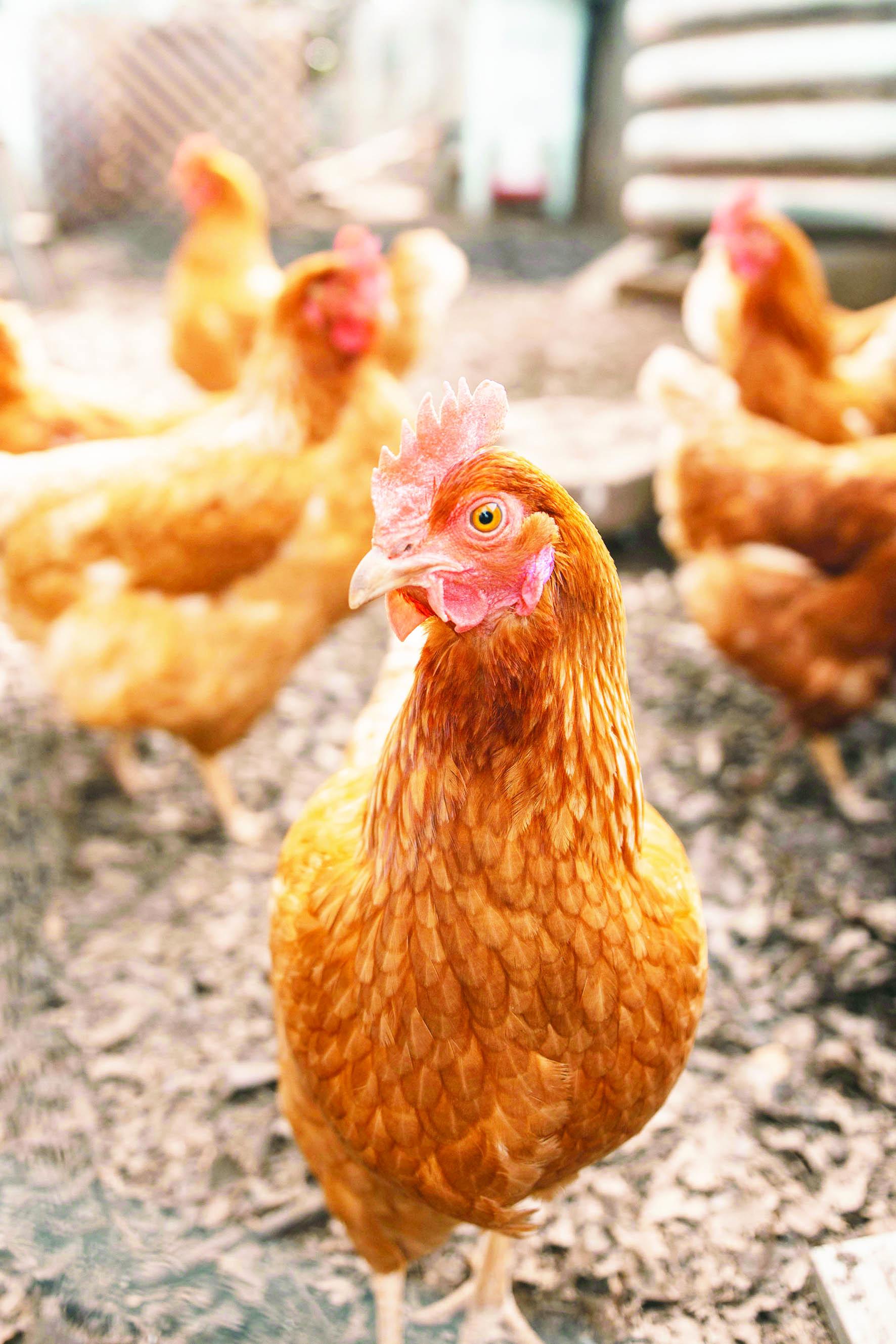 Chooks