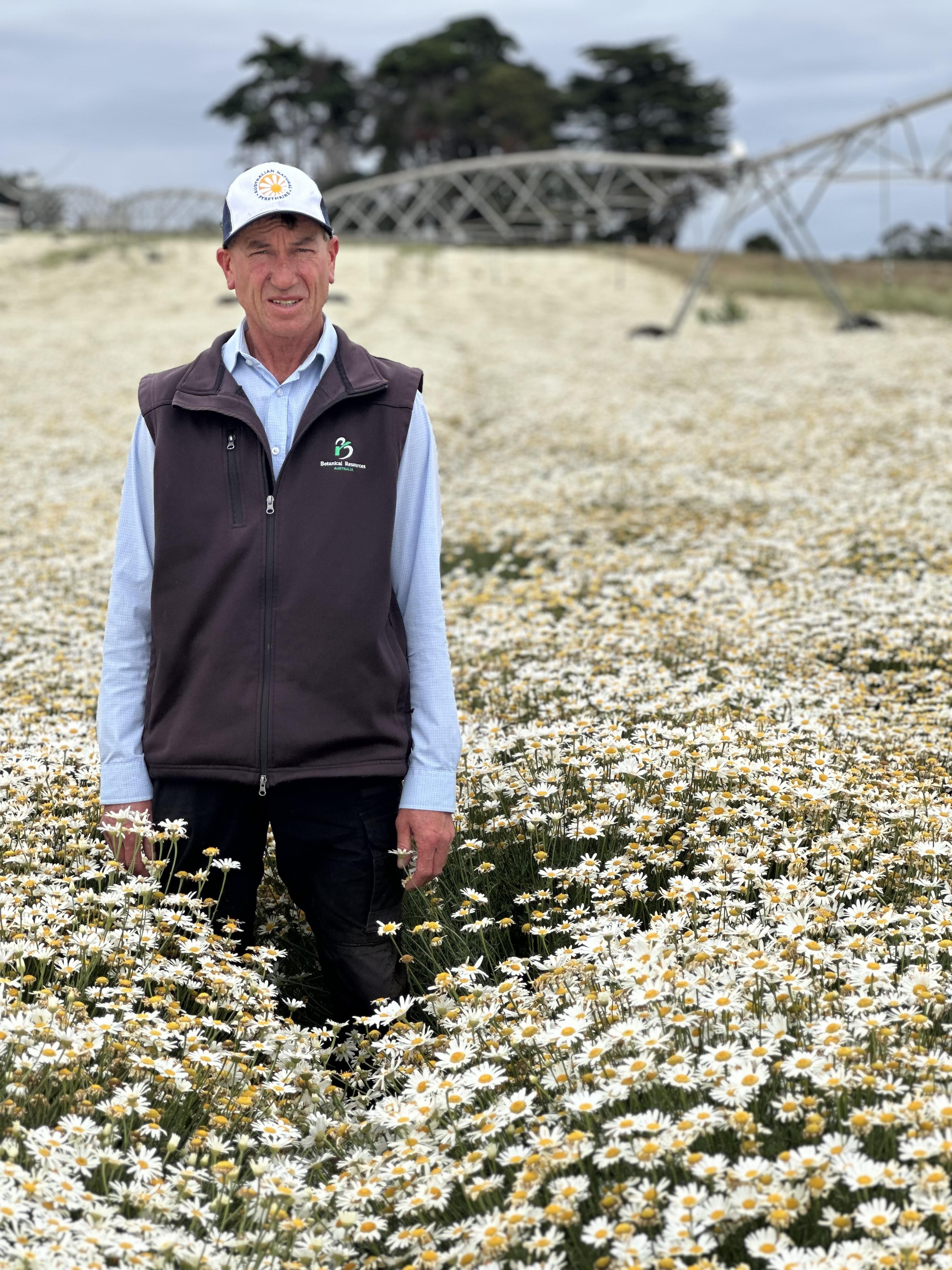 Botanical Resources Australia pyrethrum production manager Mark Raspin in a flowering crop near Don