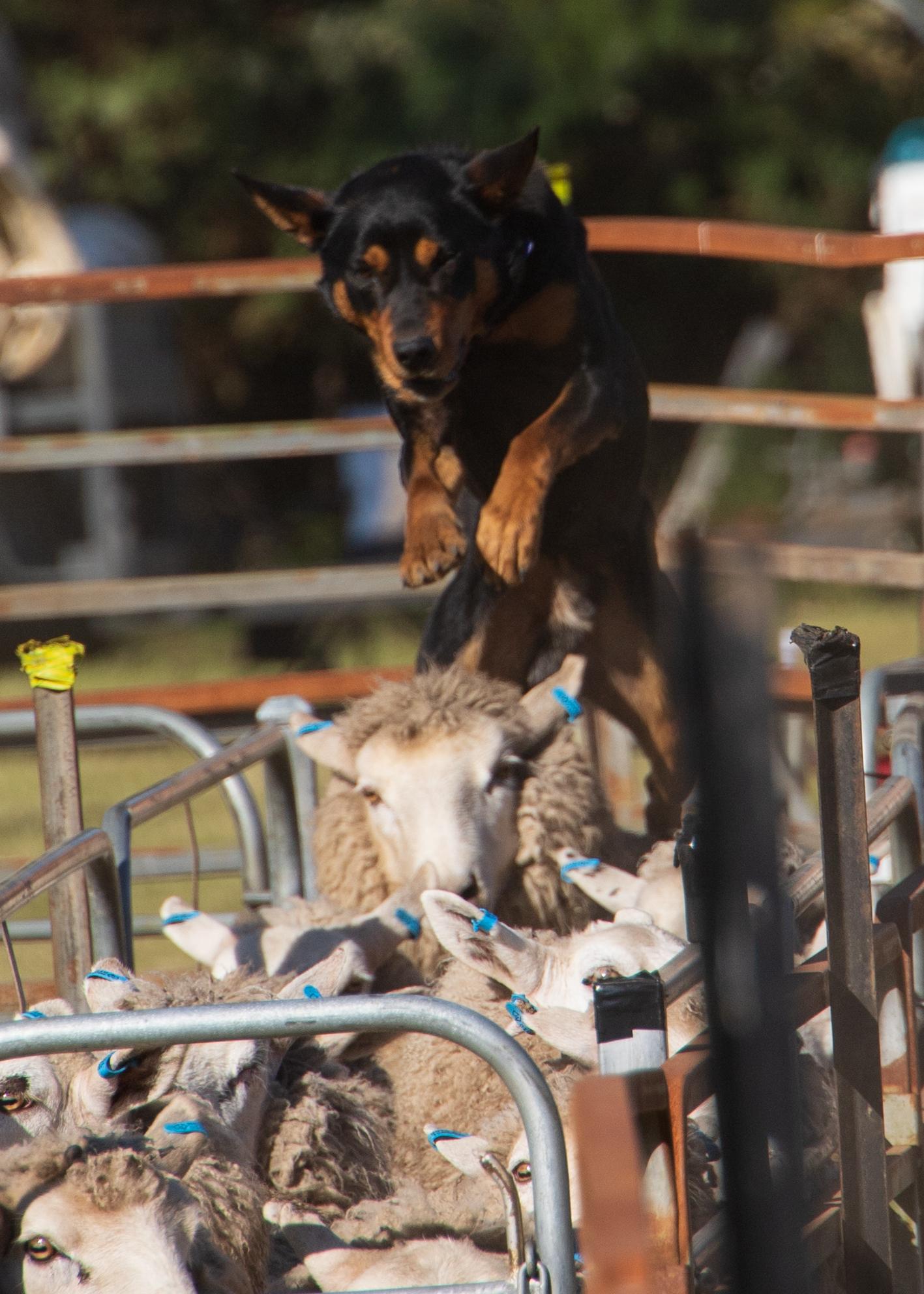 2024 Tasmanian Yard Dog Championships