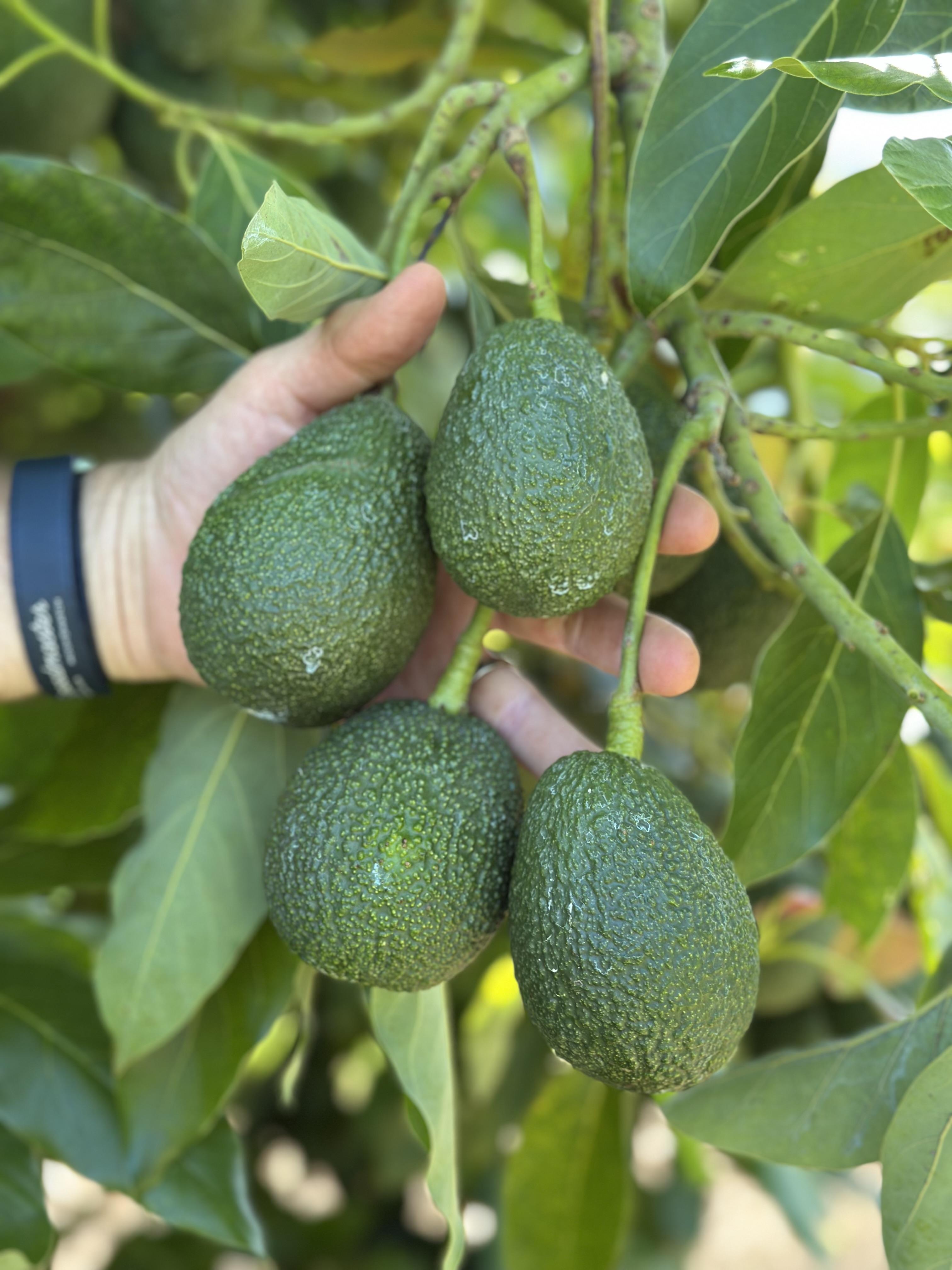 Avocados on a tree at Harvest Moons orchard at Forth
