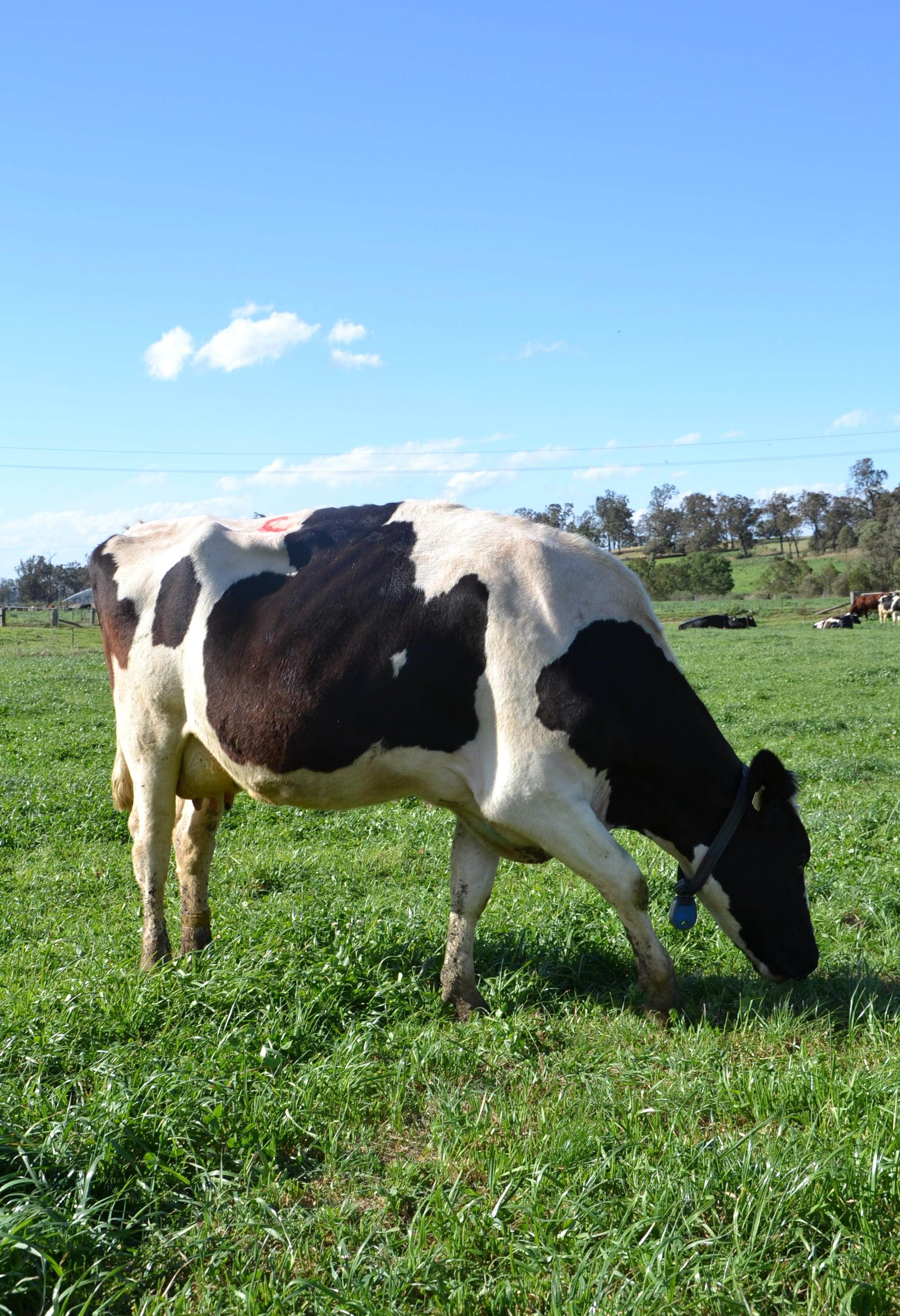 Dairy UP P2g heifer