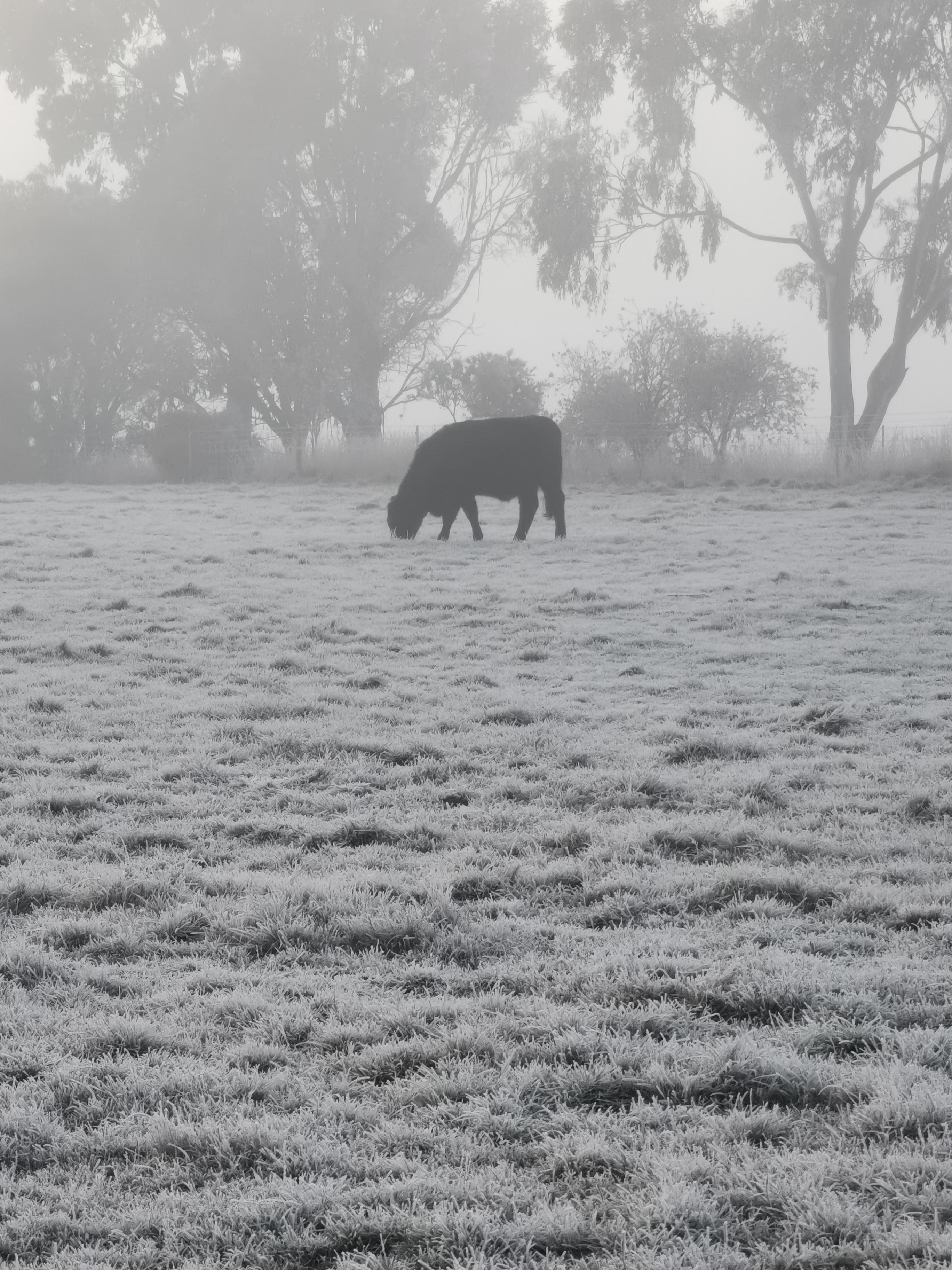 Cows in the mist at Evandale. Lisa Bird