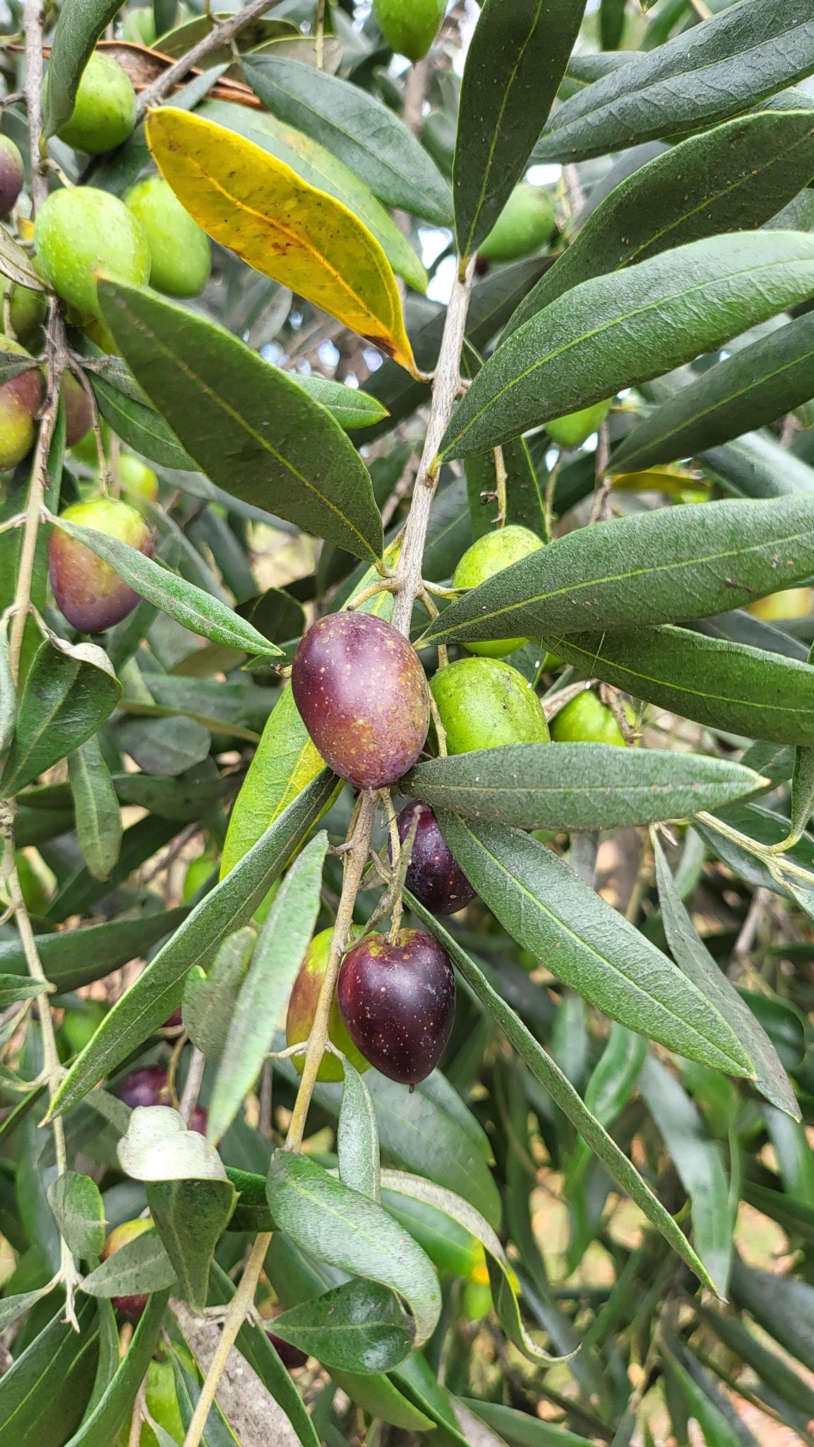 Olive
