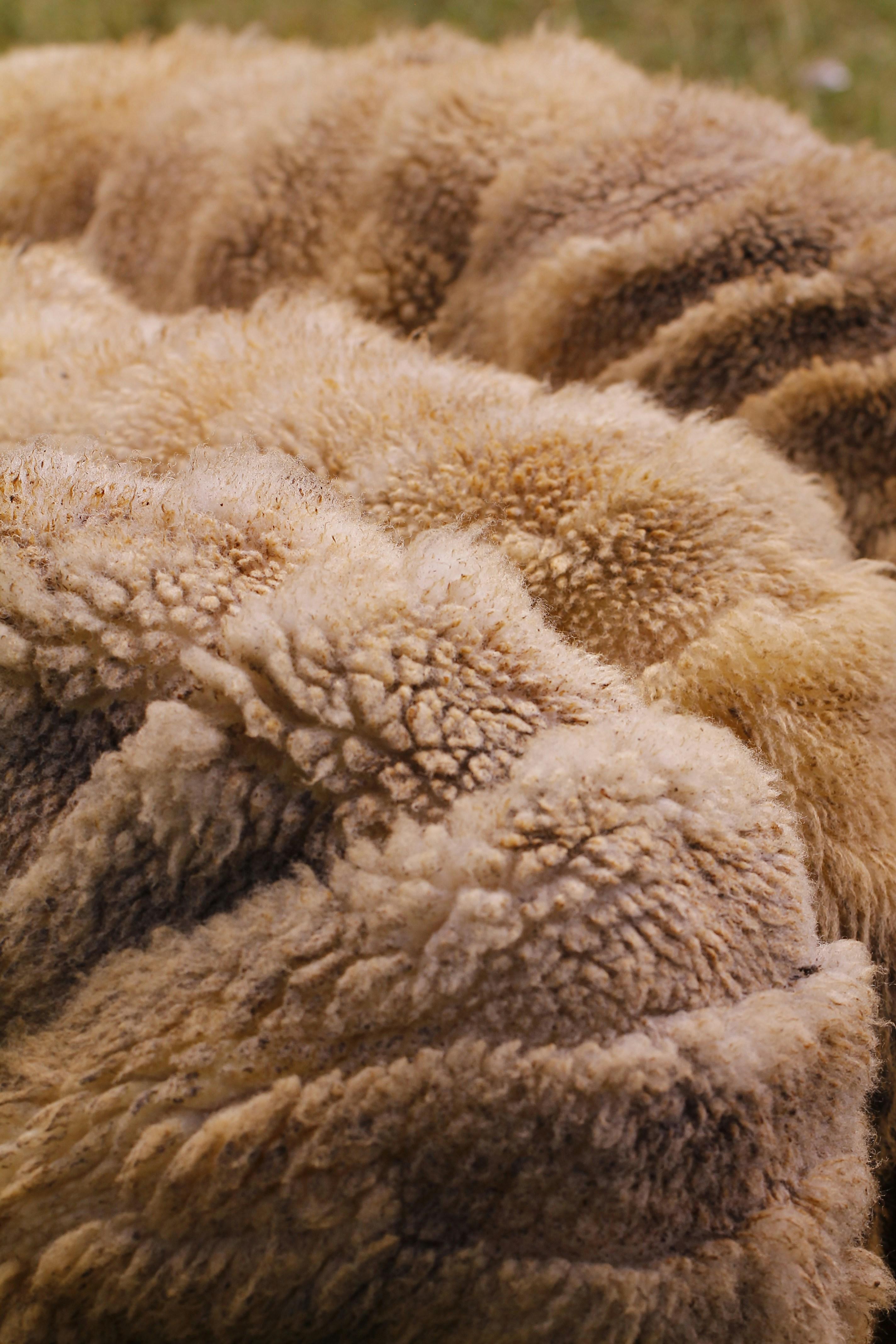 Wool