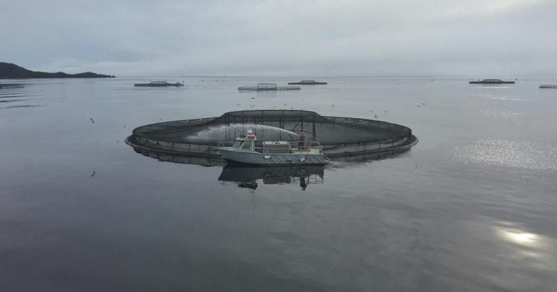 Salmon pens