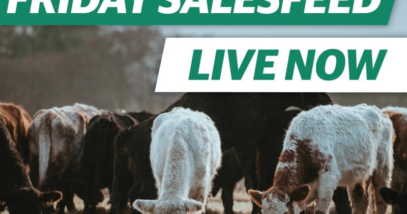 salesfeed
